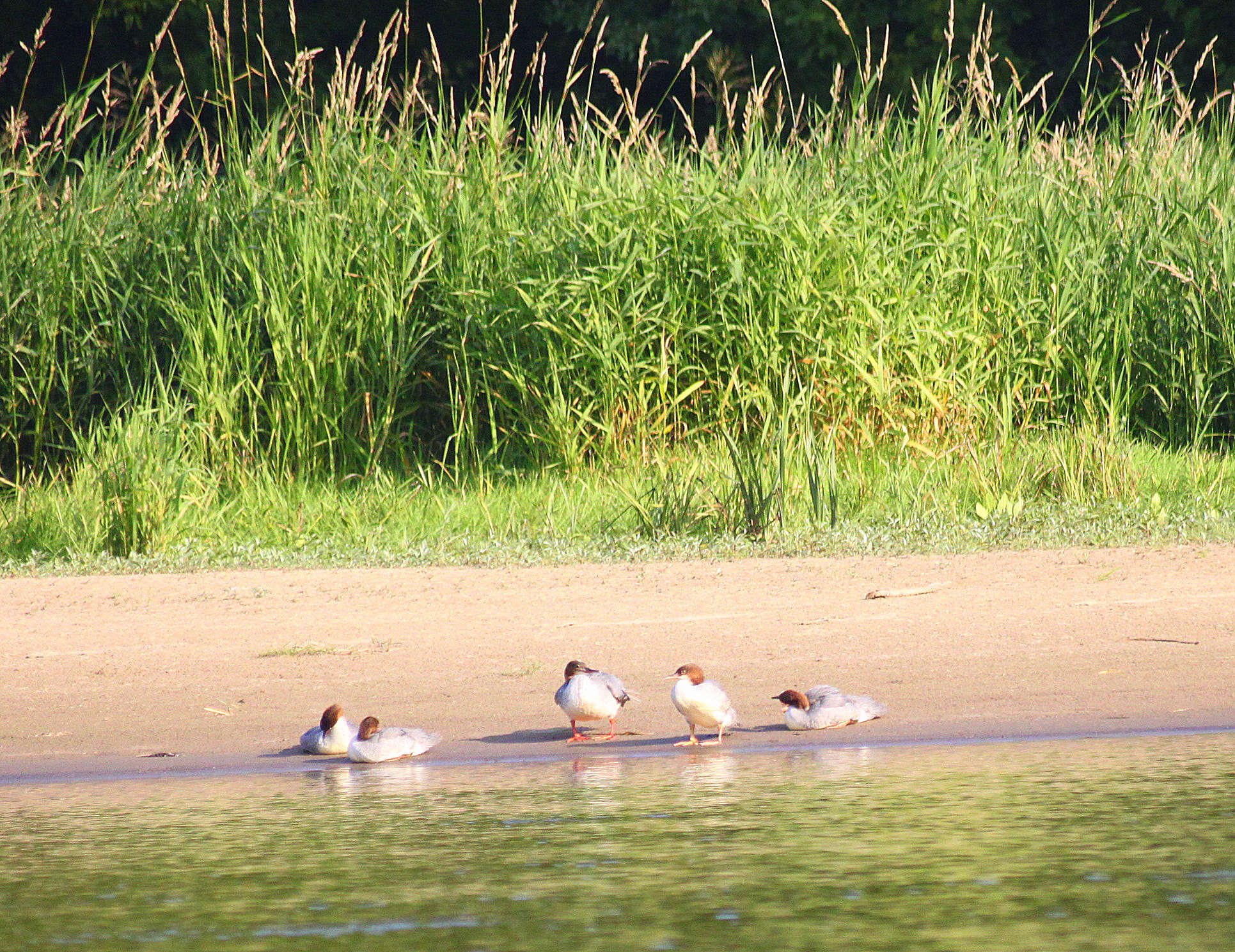 Canon EOS 500D (EOS Rebel T1i / EOS Kiss X3) + Sigma 55-200mm f/4-5.6 DC sample photo. Duck family photography