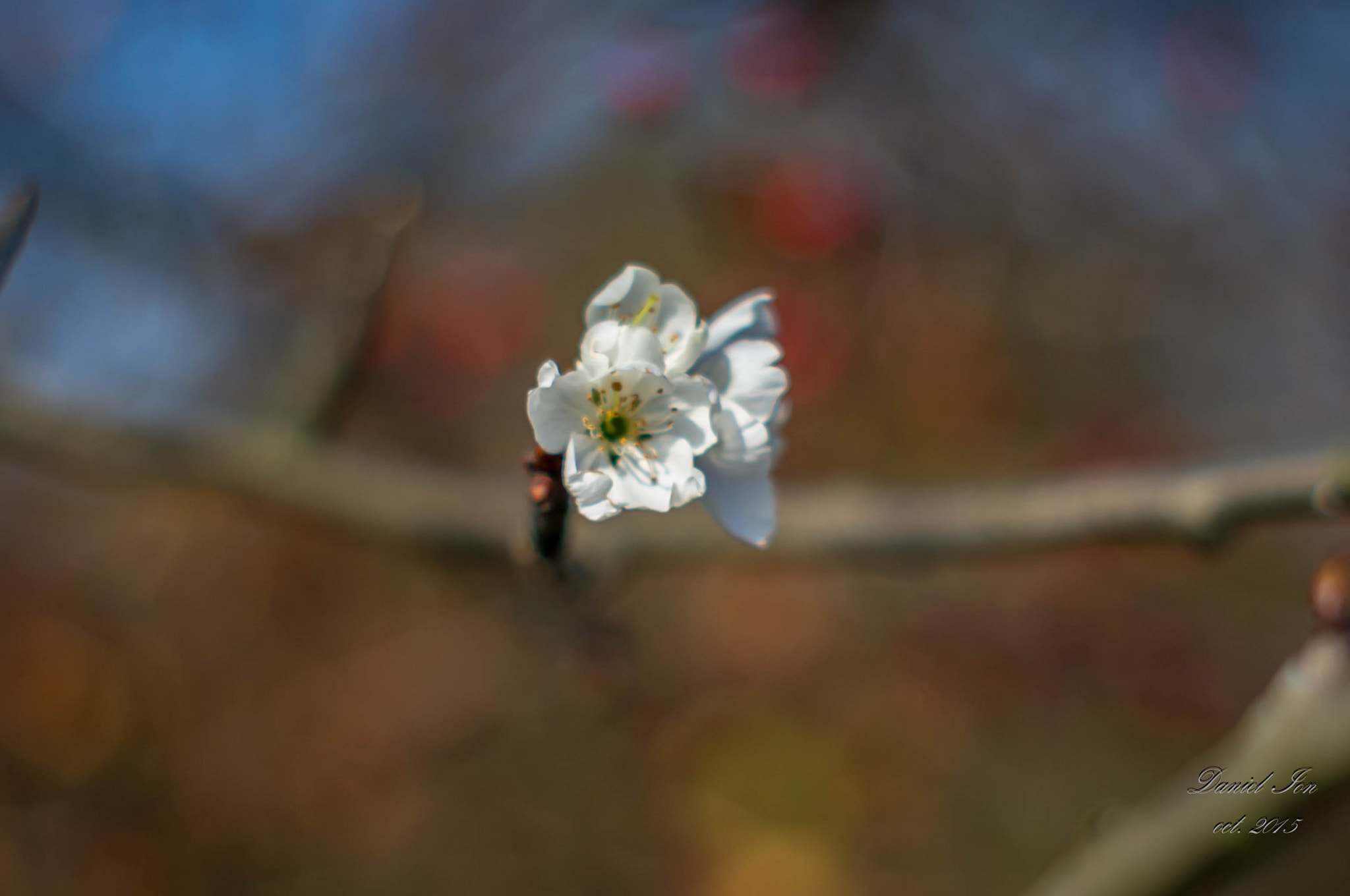 Pentax K-x + A Series Lens sample photo. Flower in autumn photography