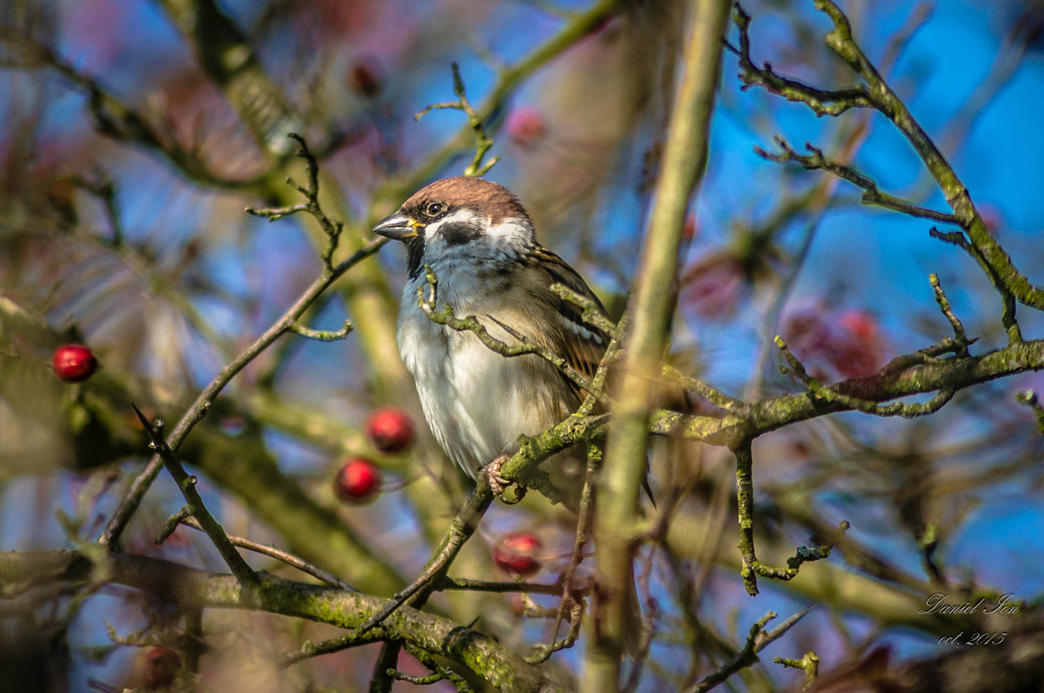 Pentax K-x + smc PENTAX-F 100-300mm F4.5-5.6 sample photo. Vrabia de camp (passer montanus)order passeriformes family passeridae () photography