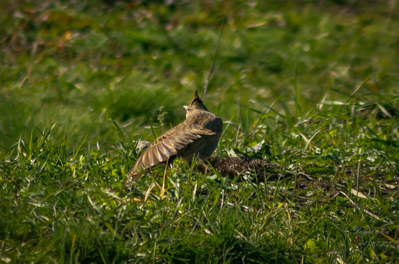 smc PENTAX-F 100-300mm F4.5-5.6 sample photo. Ciocarlanul ( galerida cristata )order passeriformes family alaudidae () photography