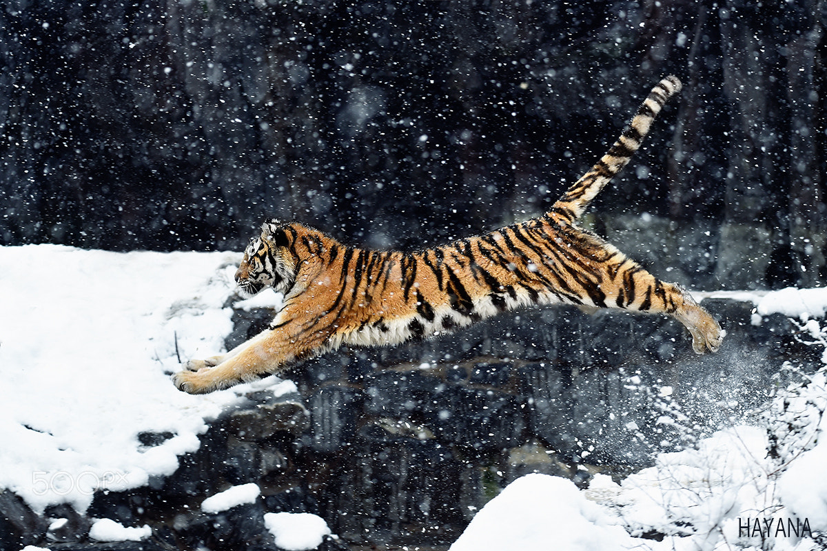 Nikon D4S sample photo. Jump photography