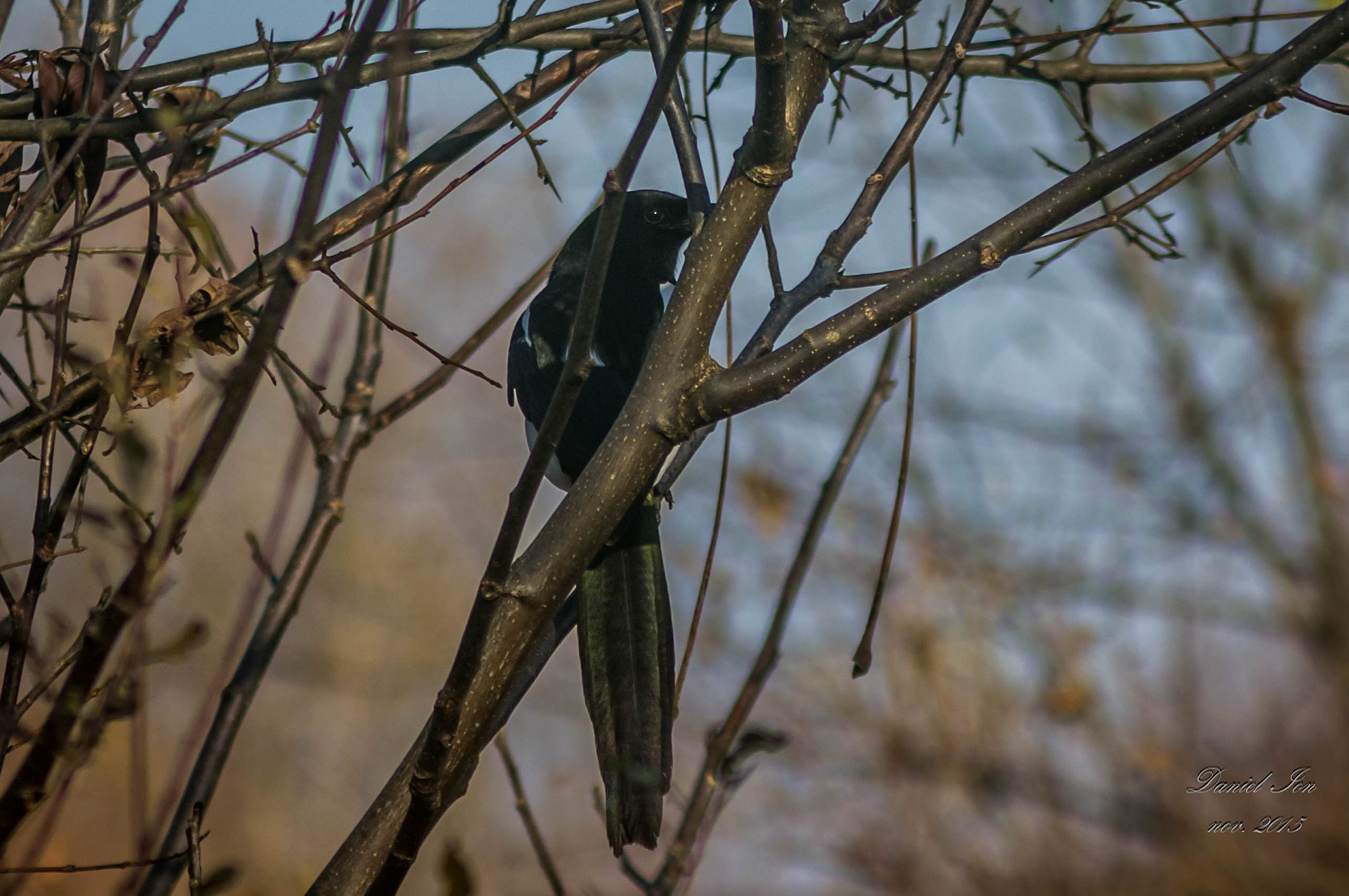 Pentax K-x + smc PENTAX-F 100-300mm F4.5-5.6 sample photo. Cotofana (pica pica) ordinul passeriformes familia corvidae photography