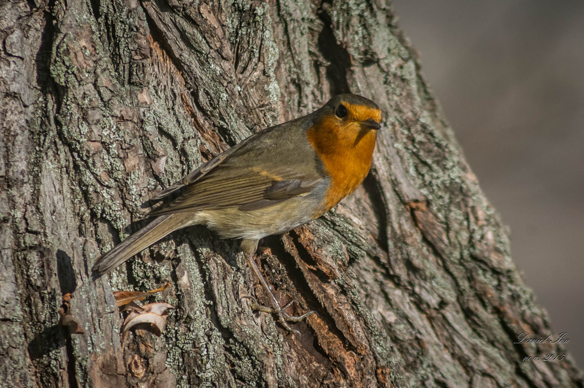 Pentax K-x + smc PENTAX-F 100-300mm F4.5-5.6 sample photo. Macaleandru (erithacus rubecula) ordinul passeriformes familia turdidae () photography