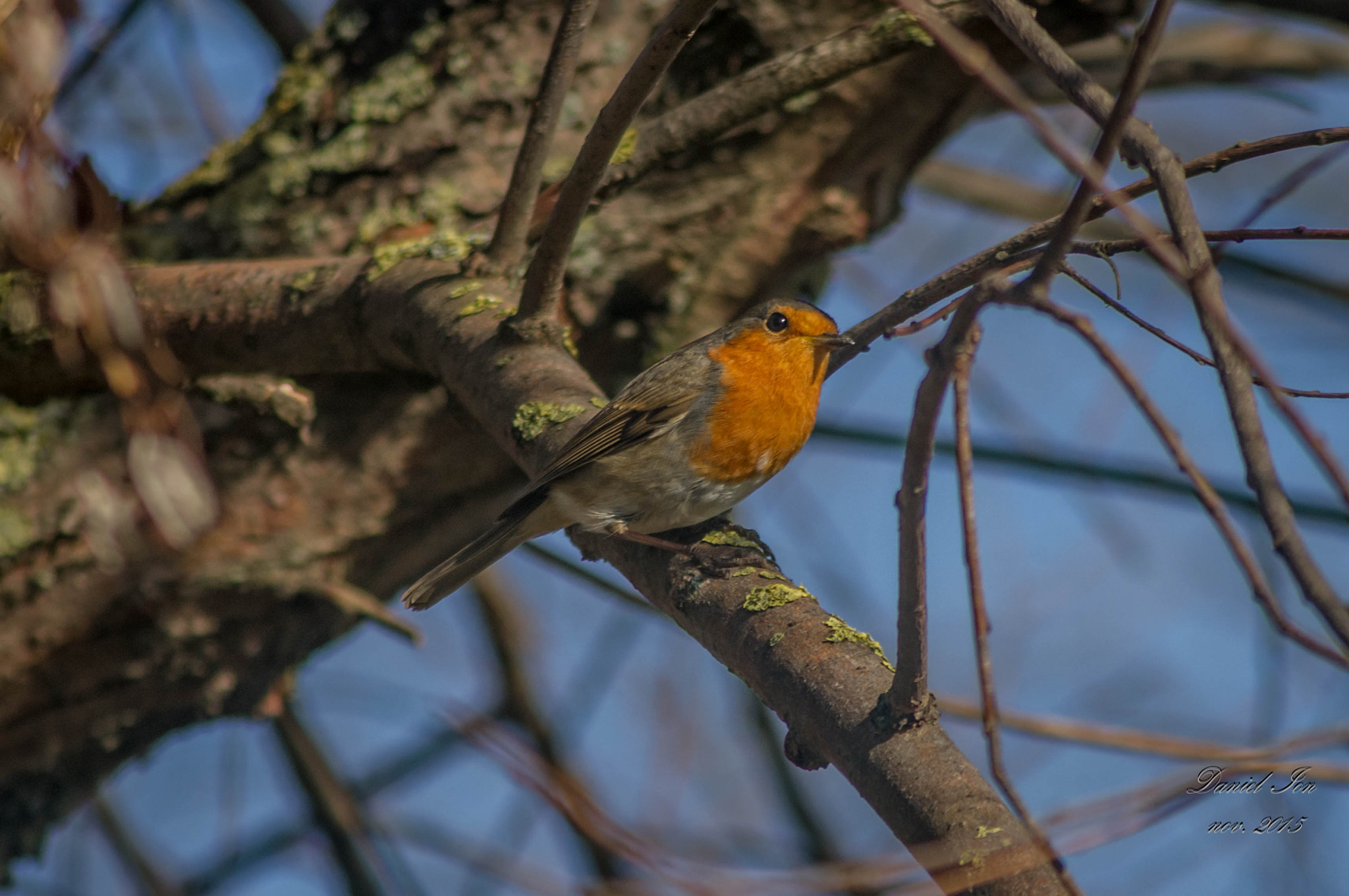 Pentax K-x + smc PENTAX-F 100-300mm F4.5-5.6 sample photo. Macaleandru (erithacus rubecula) ordinul passeriformes familia turdidae () photography