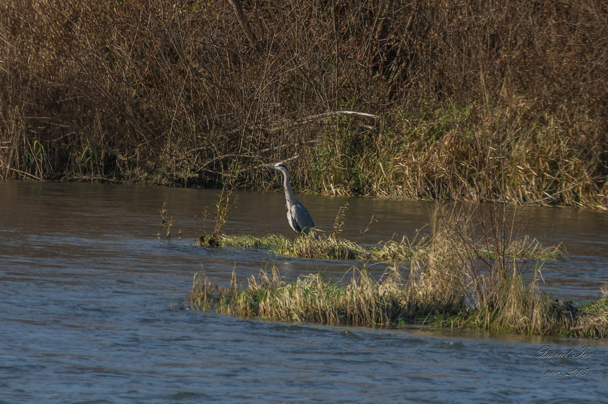 smc PENTAX-F 100-300mm F4.5-5.6 sample photo. Starcul cenusiu ( ardea cinerea )ordinul ciconiiformes familia ardeidae () photography