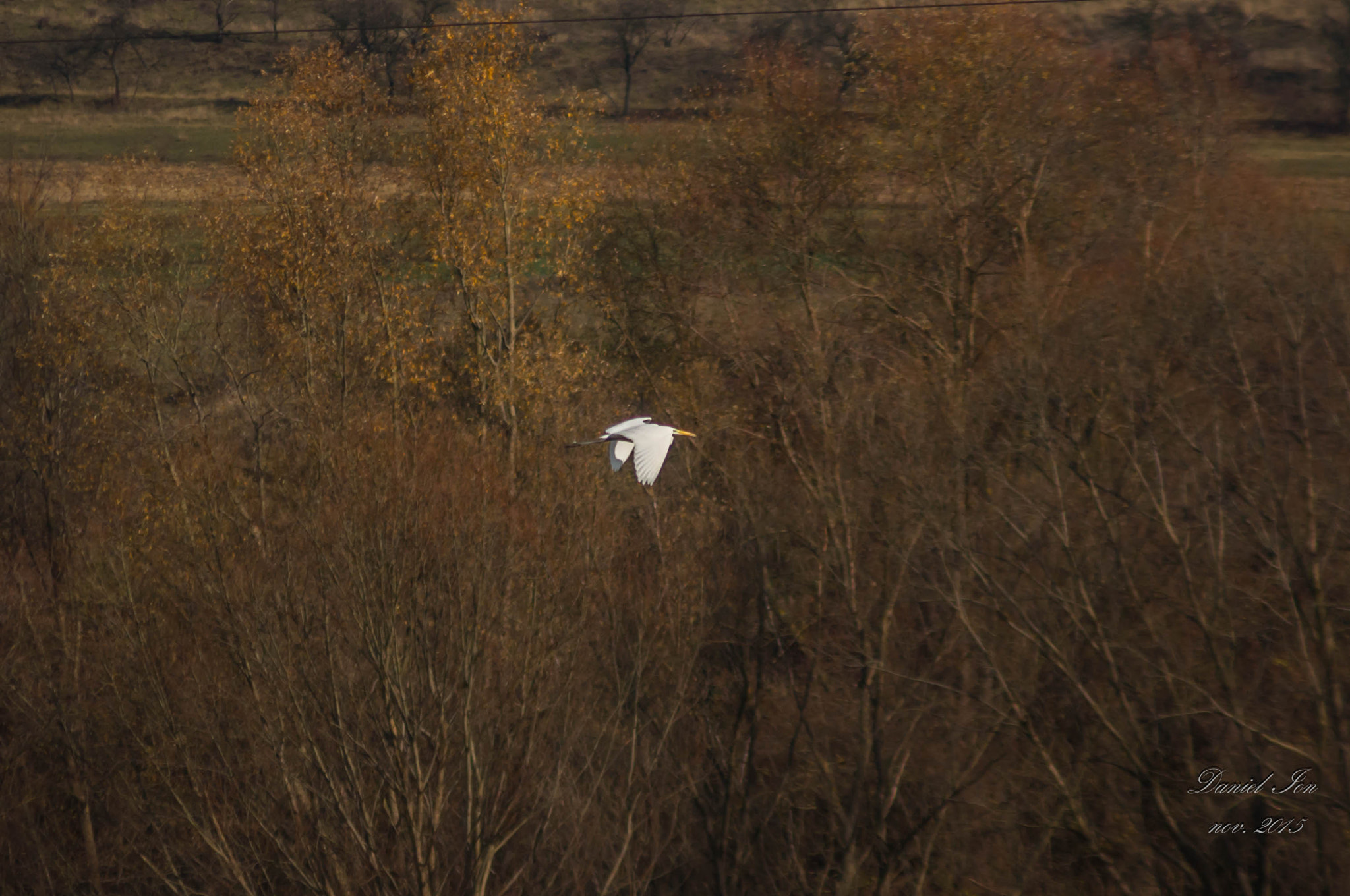 Pentax K-x + smc PENTAX-F 100-300mm F4.5-5.6 sample photo. Egreta mare (ardea alba) ordinul ciconiiformes familia ardeidae () photography