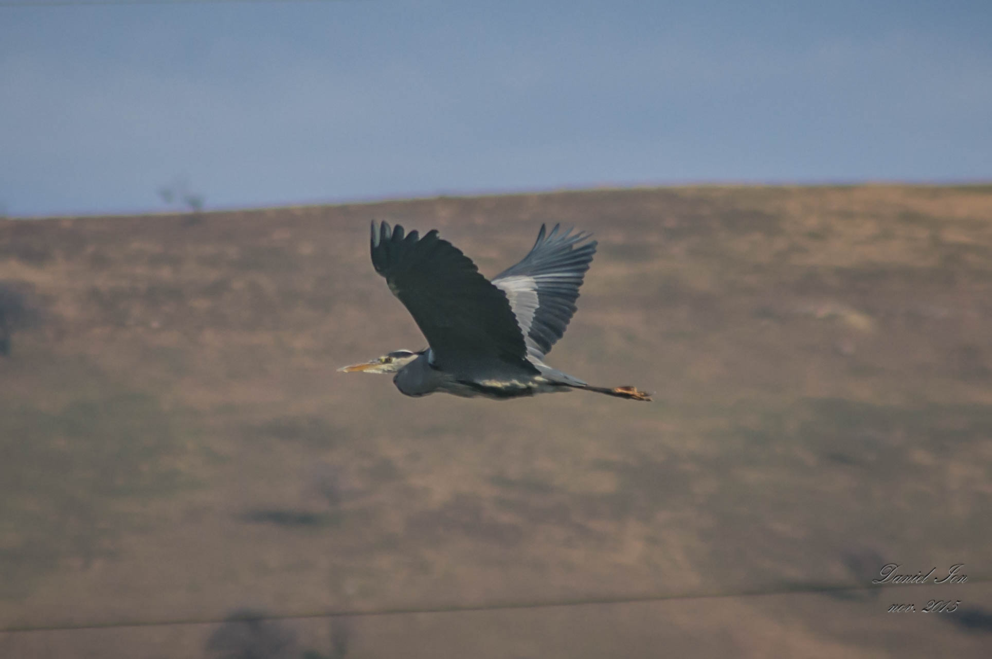 smc PENTAX-F 100-300mm F4.5-5.6 sample photo. Starcul cenusiu ( ardea cinerea )ordinul ciconiiformes familia ardeidae () photography