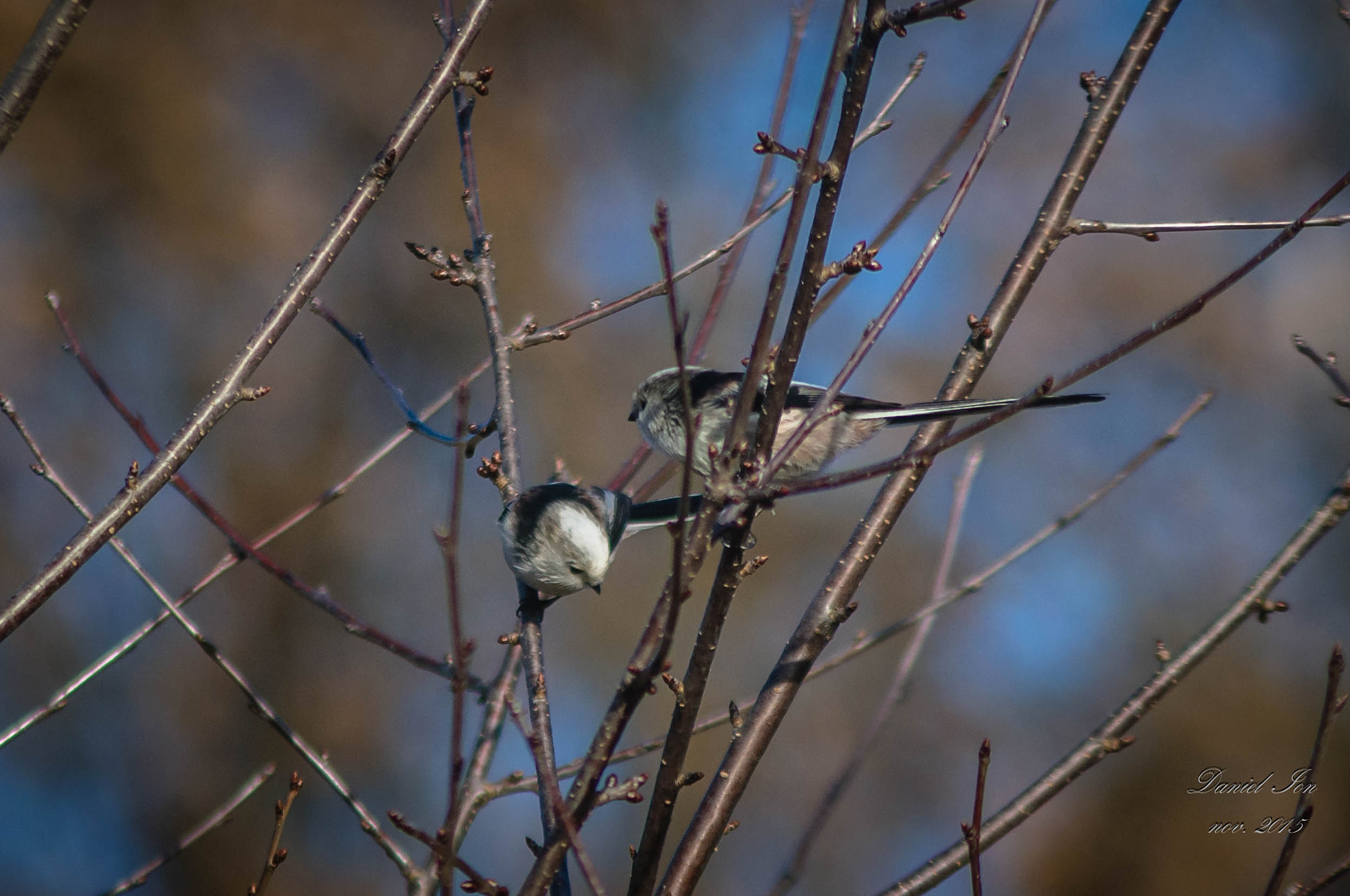 smc PENTAX-F 100-300mm F4.5-5.6 sample photo. Pitigoiul codat ( aegithalos caudatus )ordinul passeriformes familia aegithalidae photography