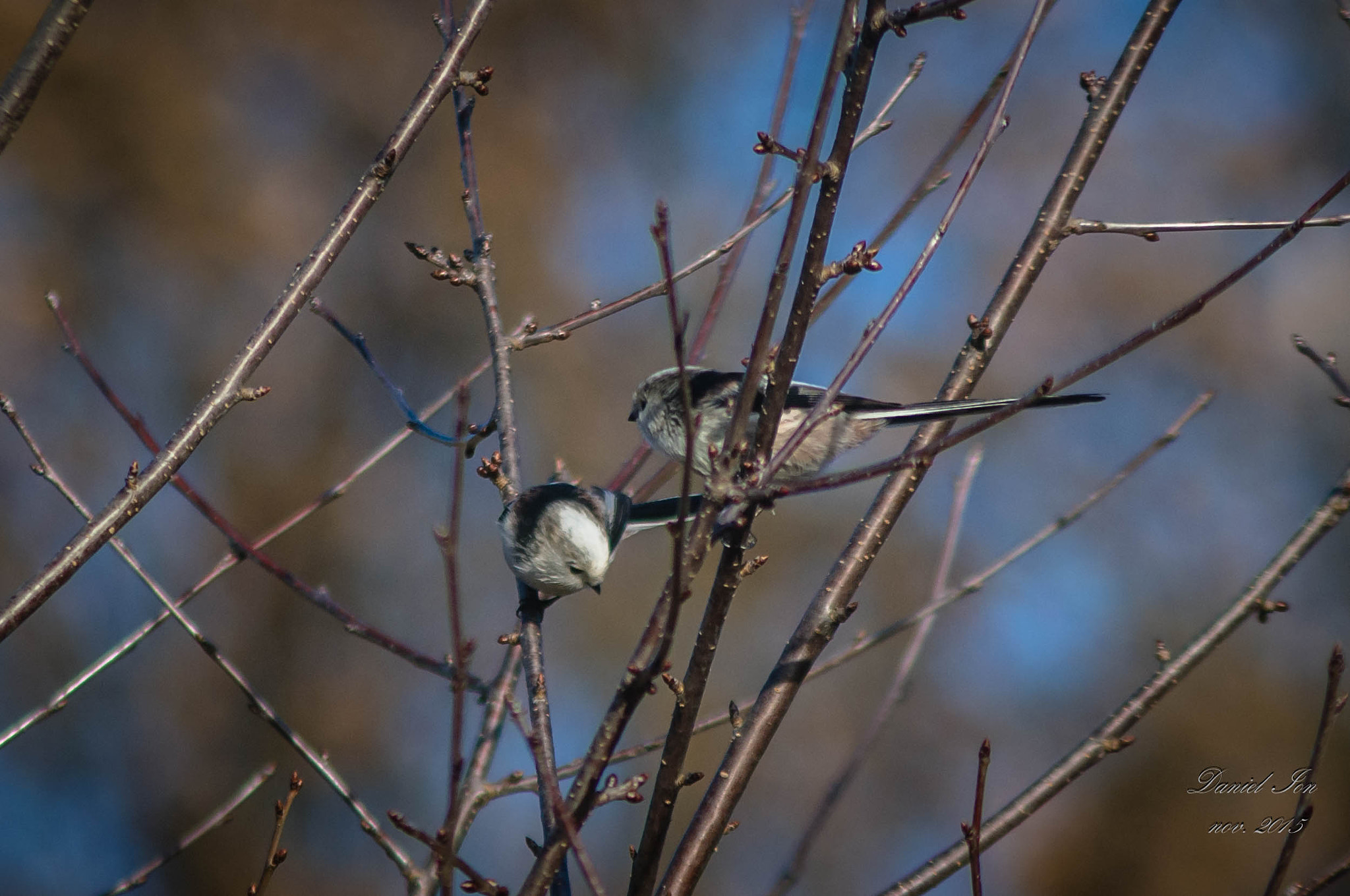 Pentax K-x + smc PENTAX-F 100-300mm F4.5-5.6 sample photo. Pitigoiul codat ( aegithalos caudatus )ordinul passeriformes familia aegithalidae photography