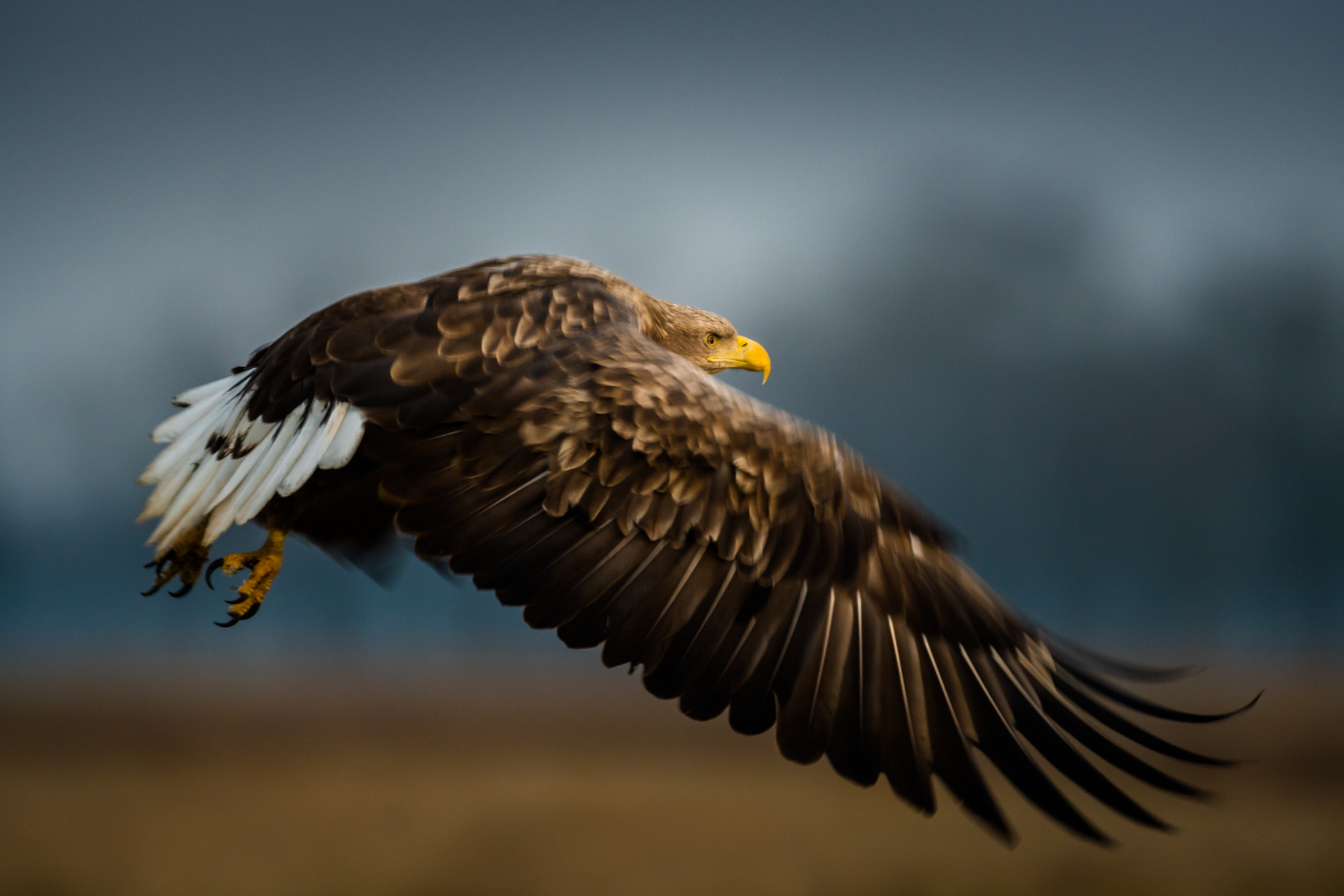 Sony ILCA-77M2 + Sony 500mm F4 G SSM sample photo. Eagle determination photography