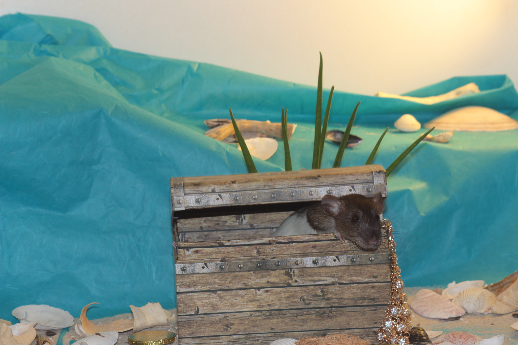 Canon EF 28-90mm f/4-5.6 sample photo. Rat in a treasure chest photography