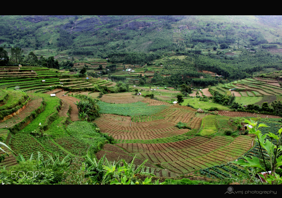 Beautiful Koviloor Village munnar ~ Agricultural village which is ...