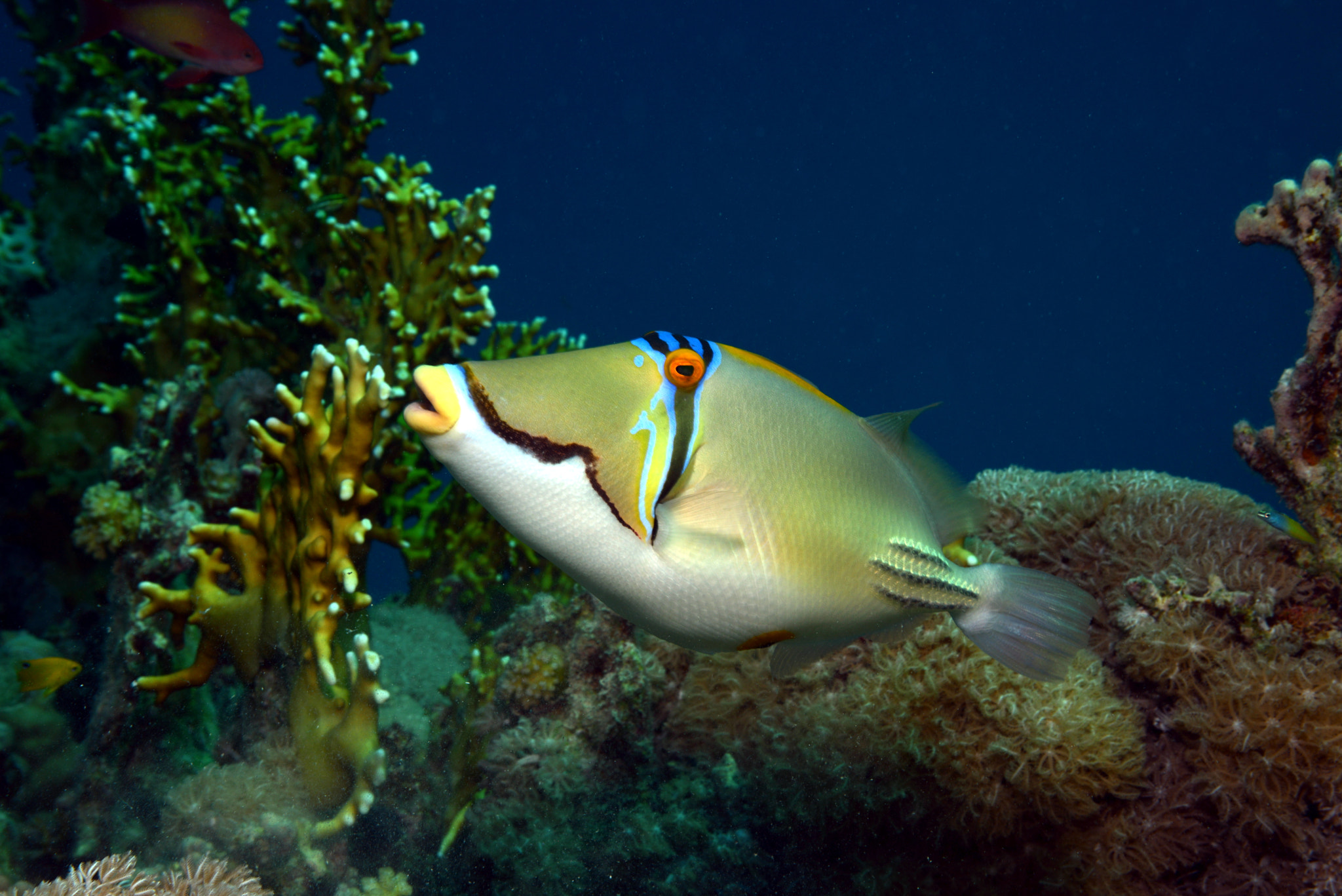 Nikon D800 + Sigma 28-70mm F2.8-4 DG sample photo. Picasso triggerfish photography