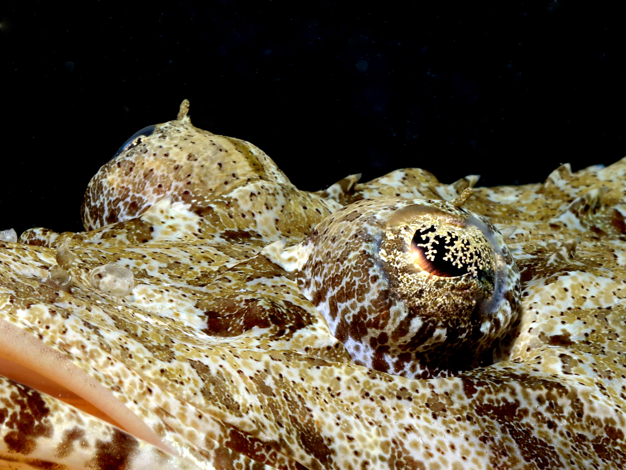 Sigma 28-70mm F2.8-4 DG sample photo. Crocodile fish photography