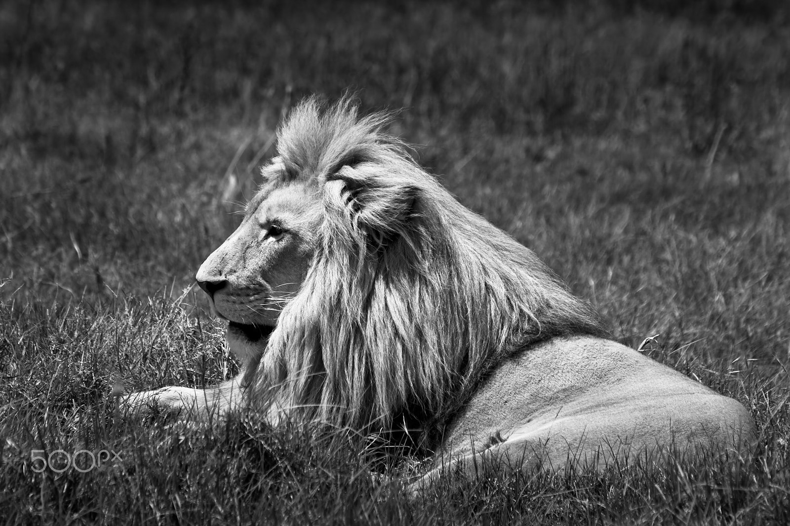 Canon EOS 40D + Canon EF 75-300mm F4.0-5.6 IS USM sample photo. Lion photography