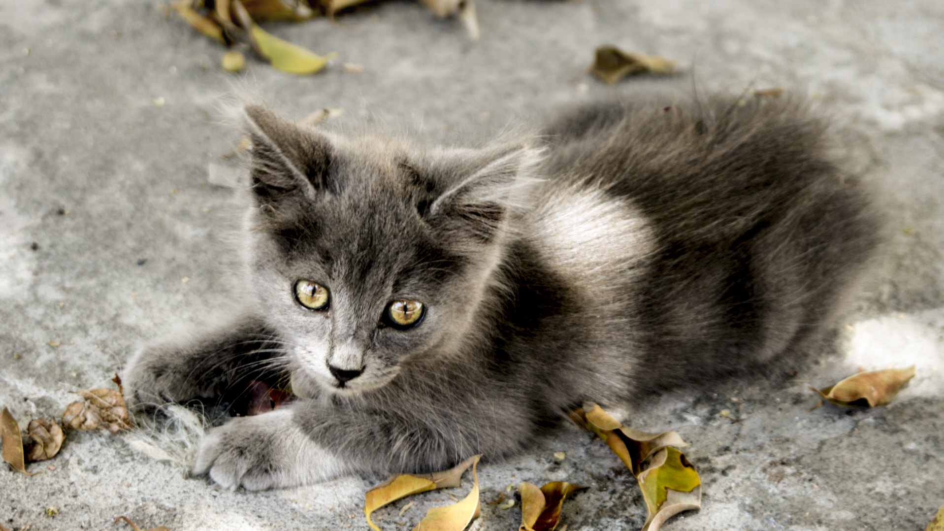 Canon EF 38-76mm f/4.5-5.6 sample photo. Little tiger photography