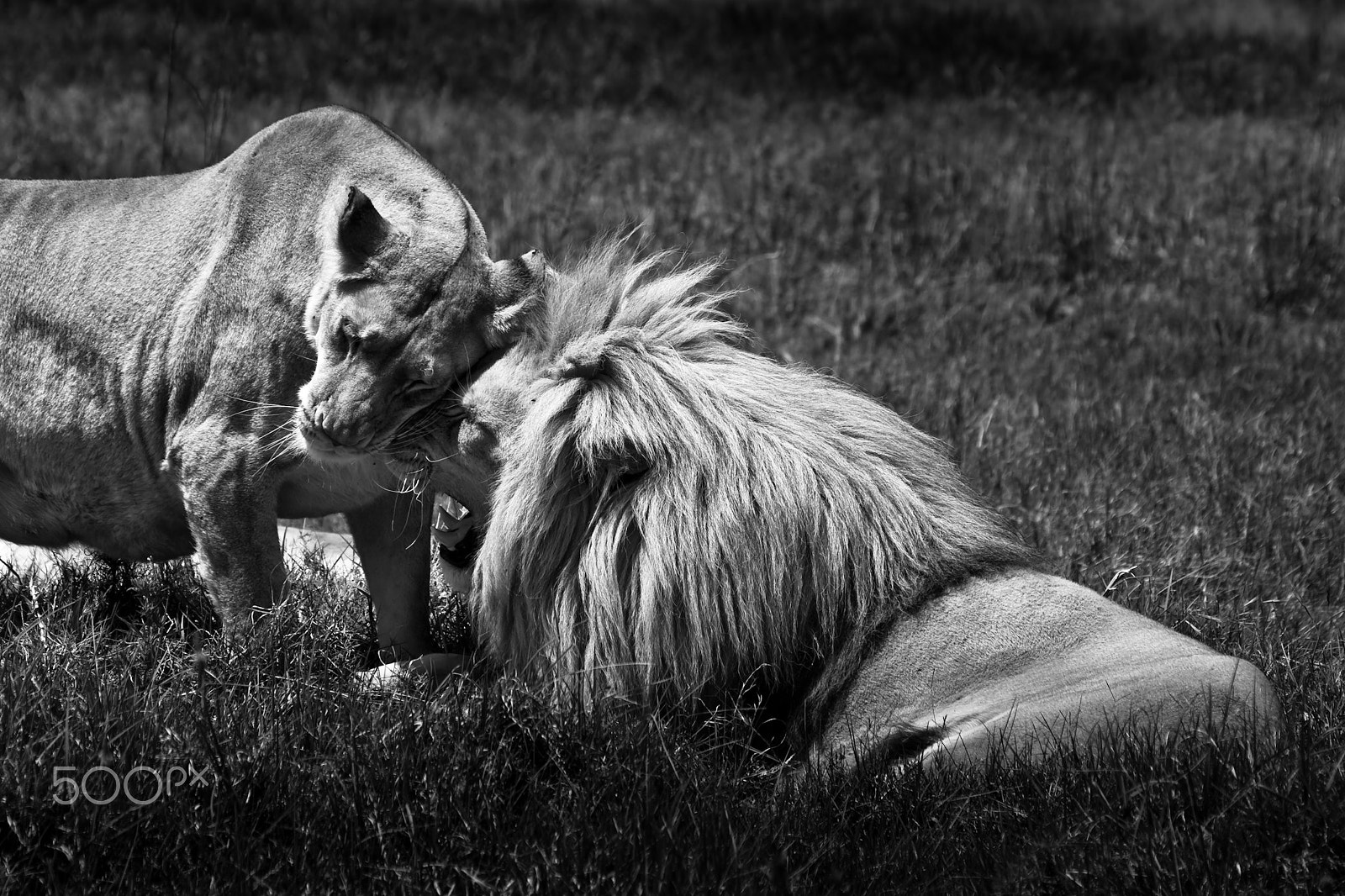 Canon EOS 40D + Canon EF 75-300mm F4.0-5.6 IS USM sample photo. Lions photography