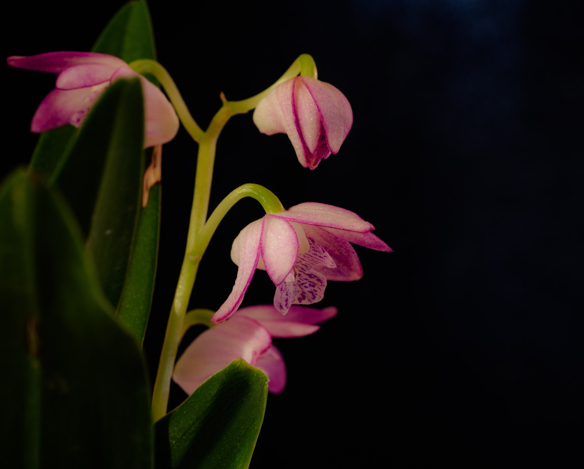 Nikon D7000 + AF Micro-Nikkor 60mm f/2.8 sample photo. Dendrobium orchid photography