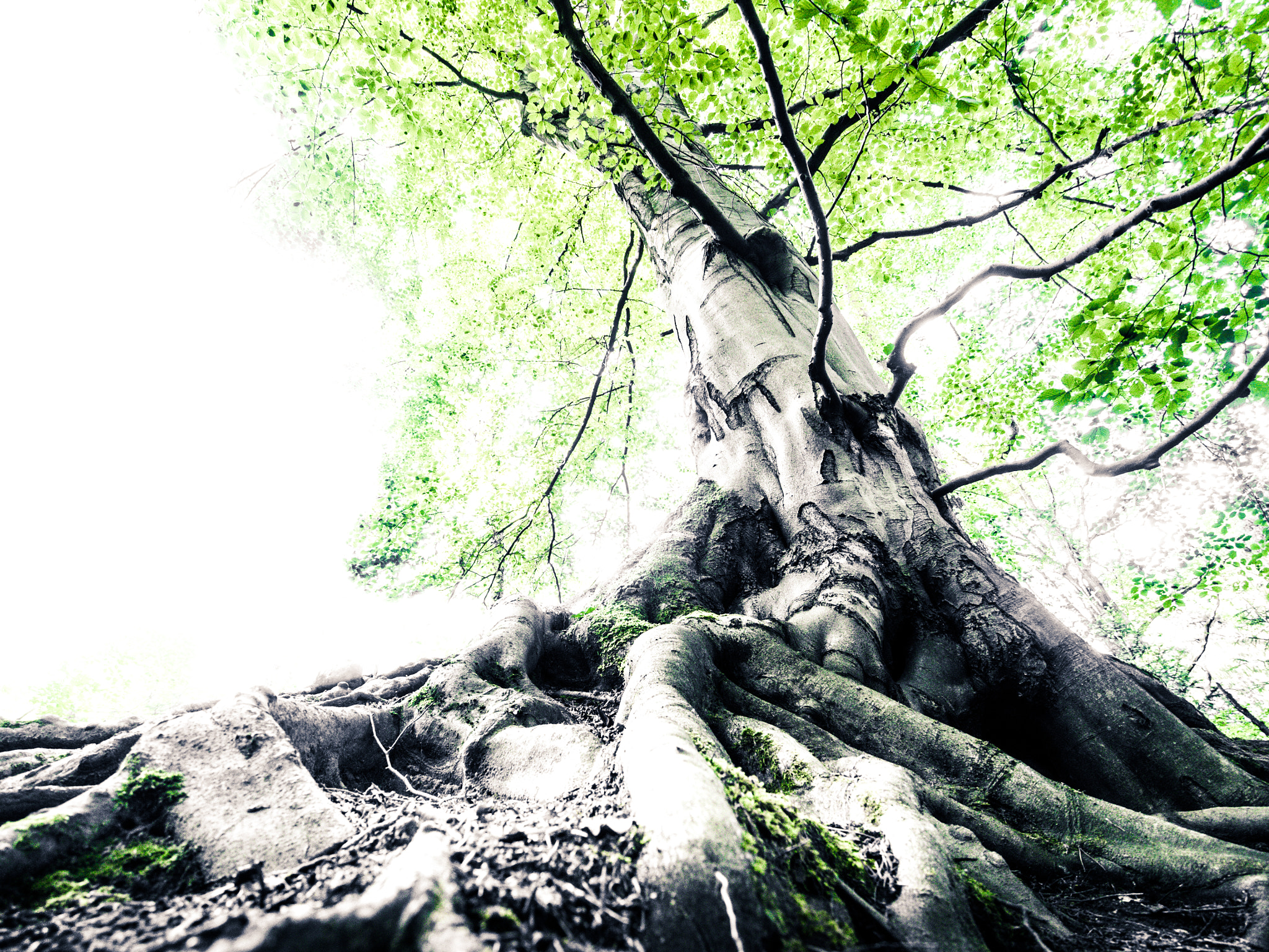 Olympus PEN E-PL5 + OLYMPUS M.9-18mm F4.0-5.6 sample photo. Remember your roots photography
