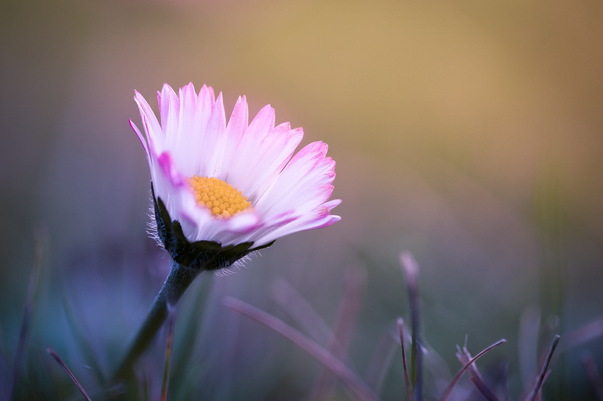 100mm F2.8 G SSM OSS sample photo. Daisy... photography
