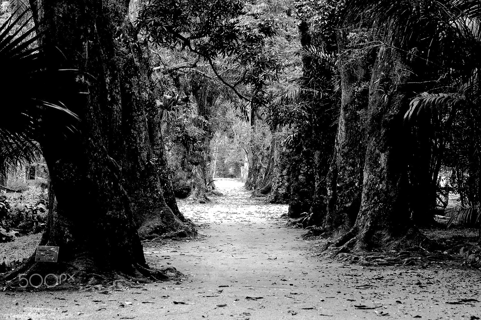 Canon EOS 450D (EOS Rebel XSi / EOS Kiss X2) sample photo. Mango trees photography