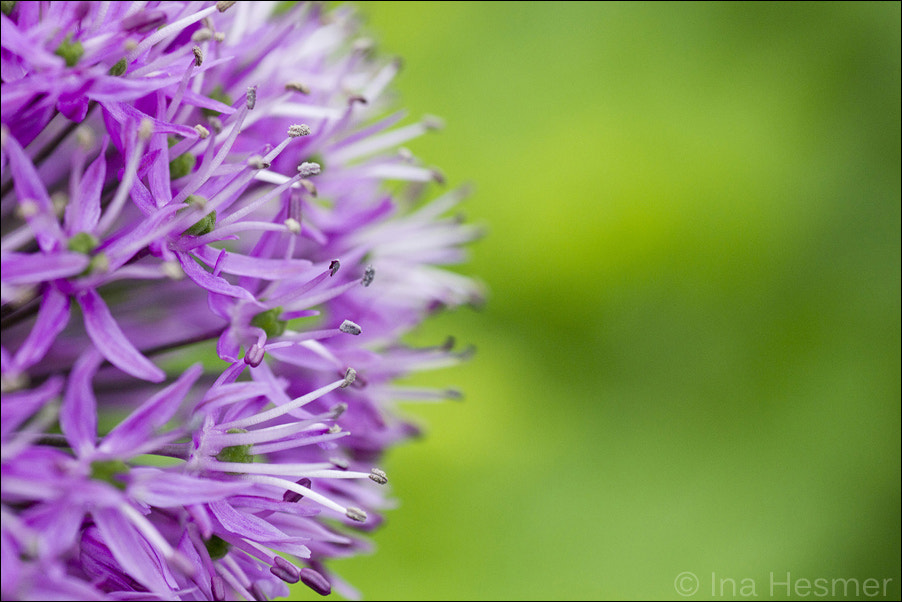 Canon EOS 550D (EOS Rebel T2i / EOS Kiss X4) + Tamron SP AF 90mm F2.8 Di Macro sample photo. Leek  photography