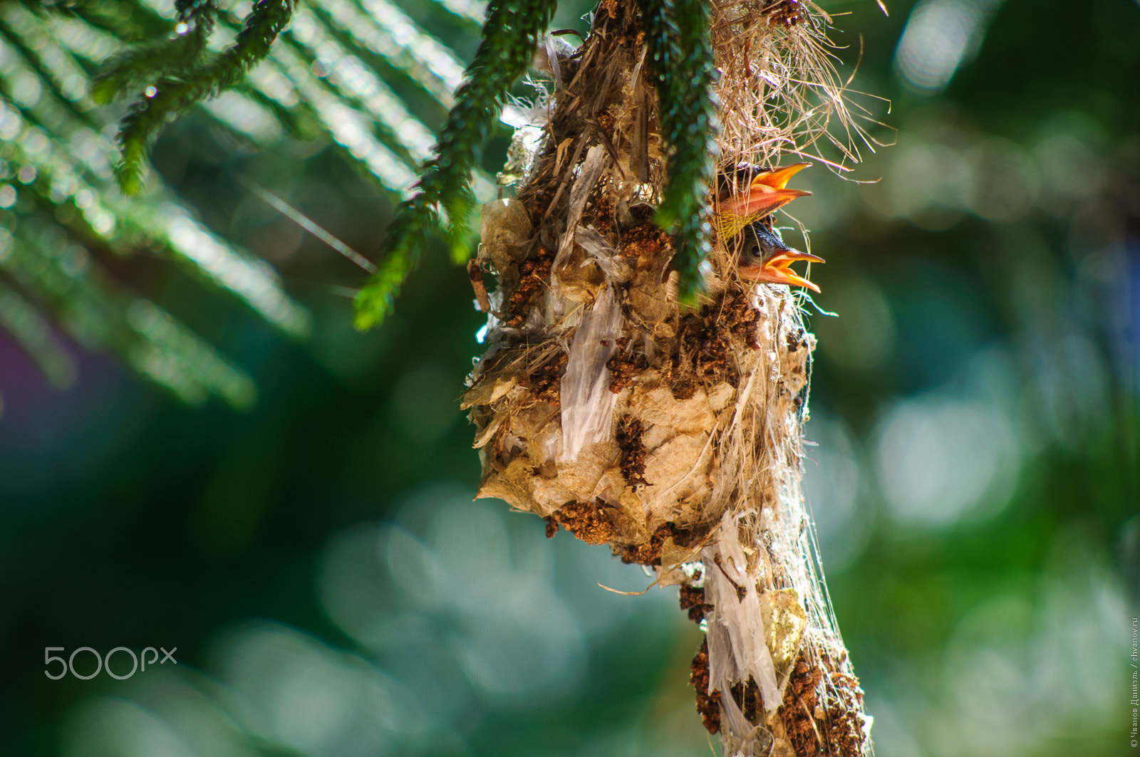 AF Nikkor 70-210mm f/4-5.6D sample photo. Olive backed sunbird chicks in nest. photography