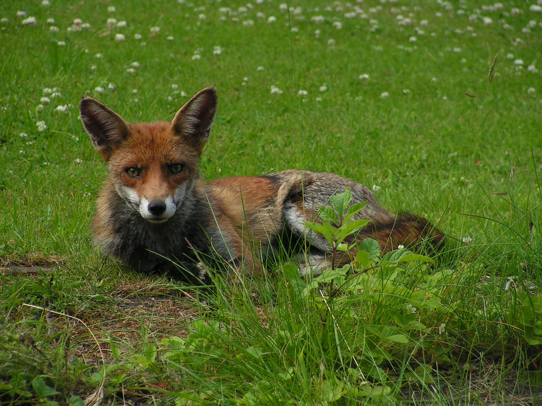 KONICA MINOLTA DiMAGE Z10 sample photo. Foxcub in garden photography