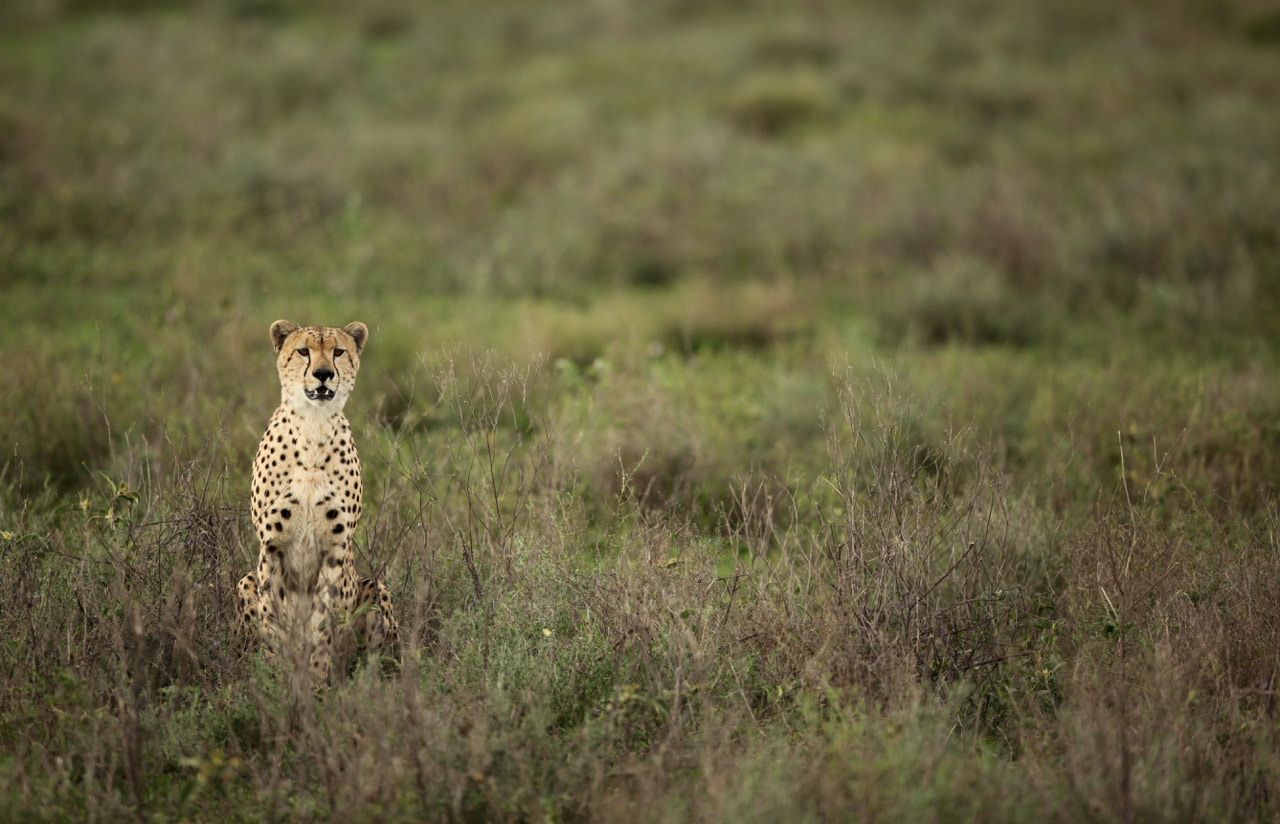 Canon EF 500mm F4L IS II USM sample photo. Concentrated cheetah photography
