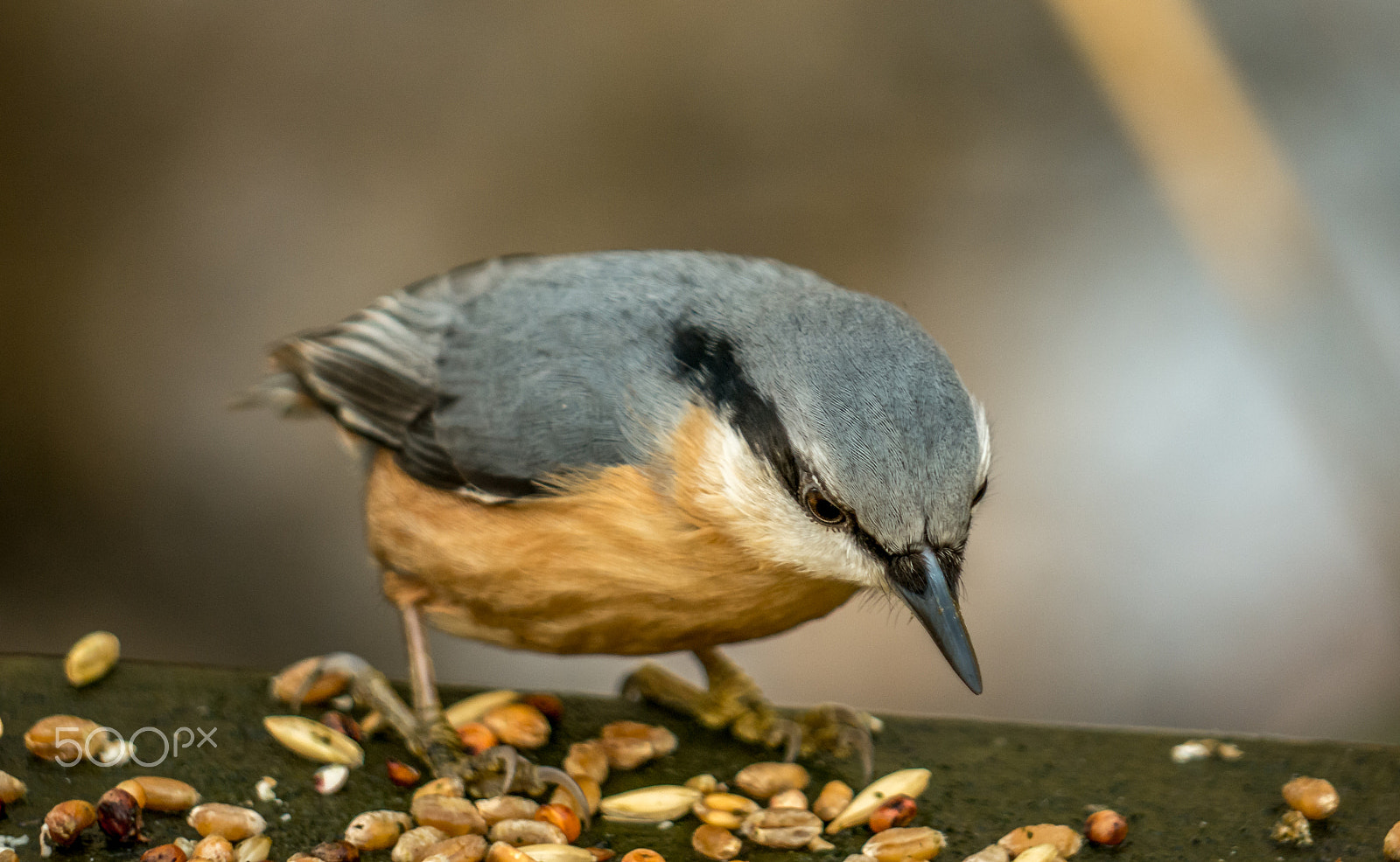 Panasonic DMC-G70 sample photo. Birdsnack photography