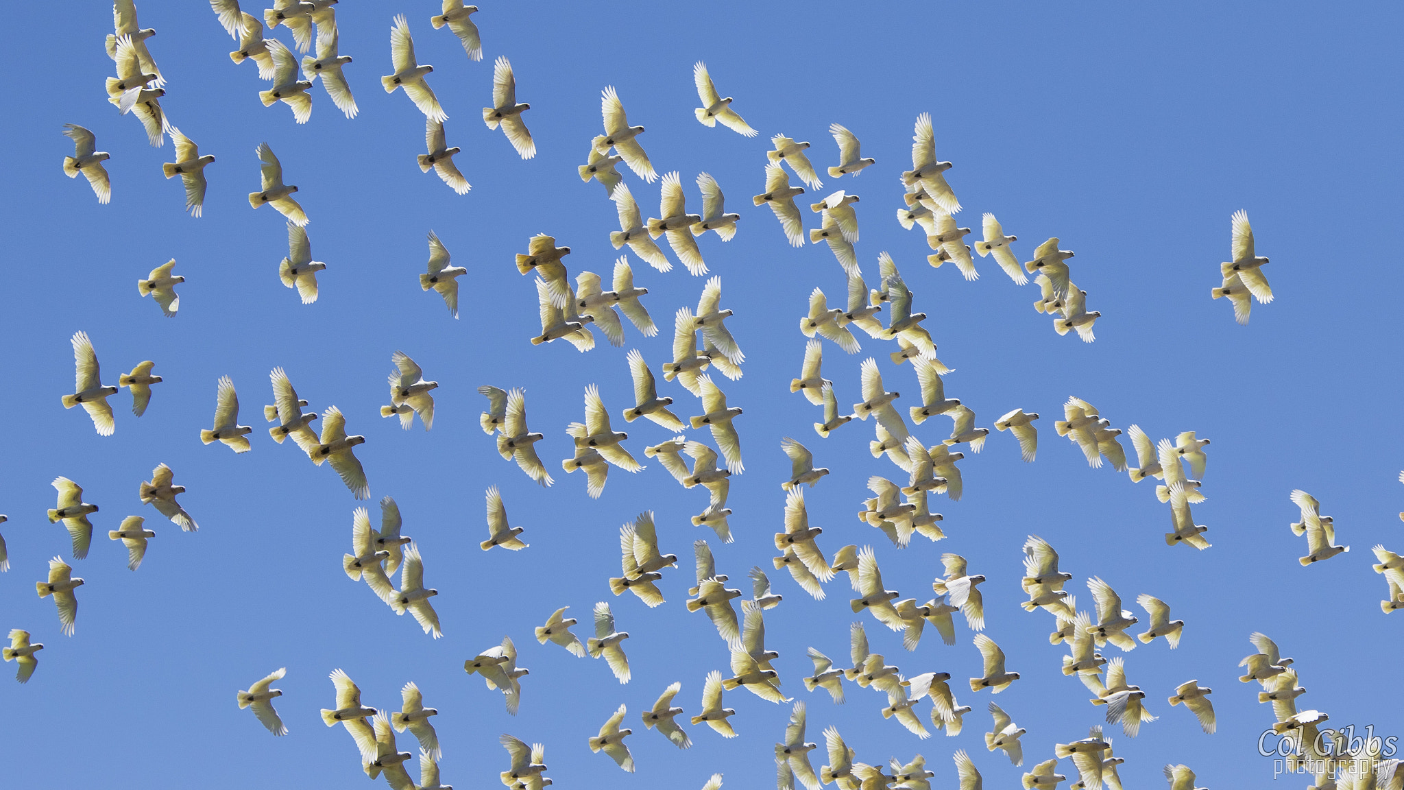 Canon EF 70-200mm F4L IS USM sample photo. Flock of cockatoos photography