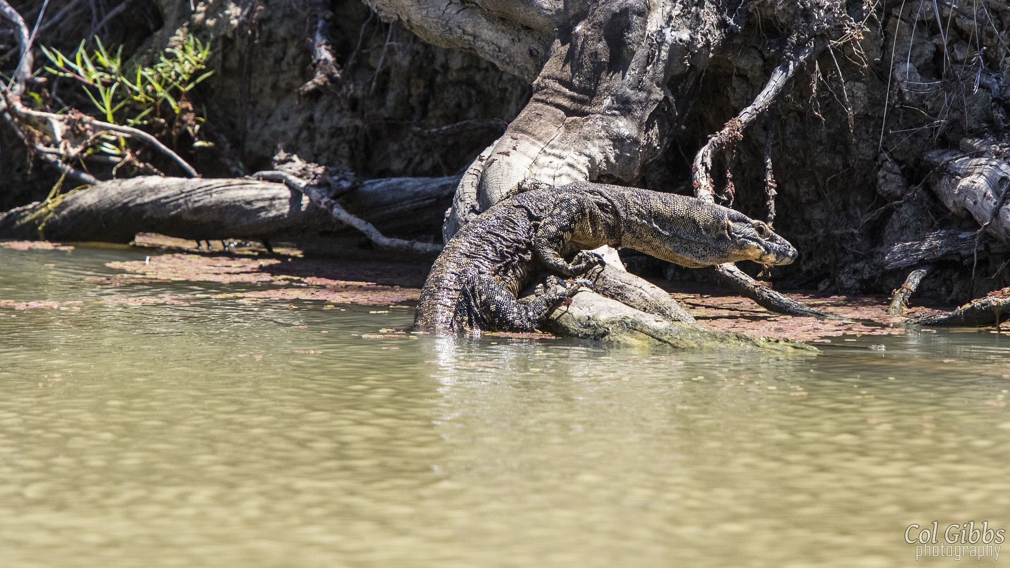 Canon EF 70-200mm F4L IS USM sample photo. Goanna photography