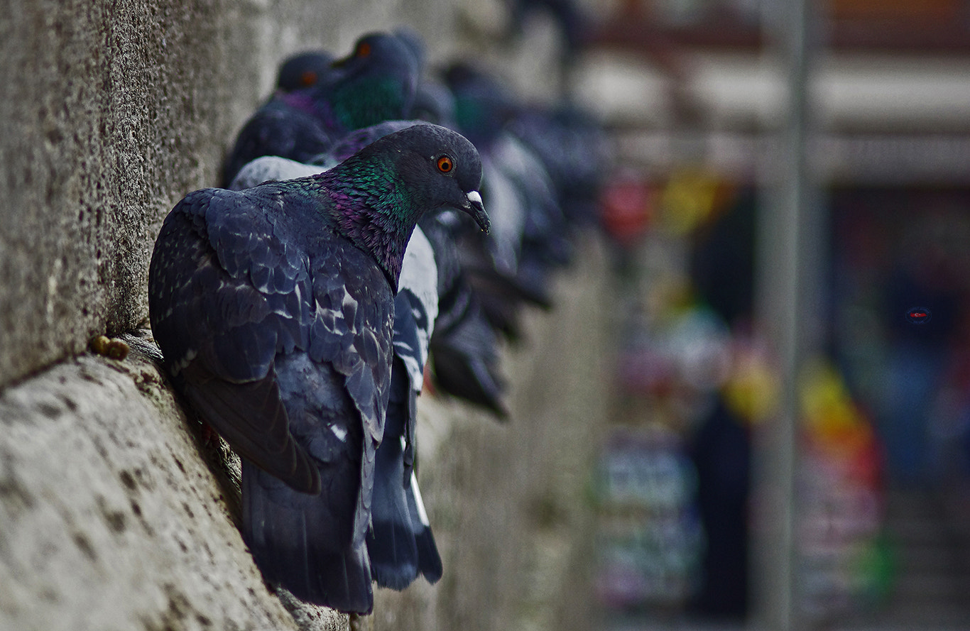 smc PENTAX-FA 100-300mm F4.7-5.8 sample photo. Stop hanging photography