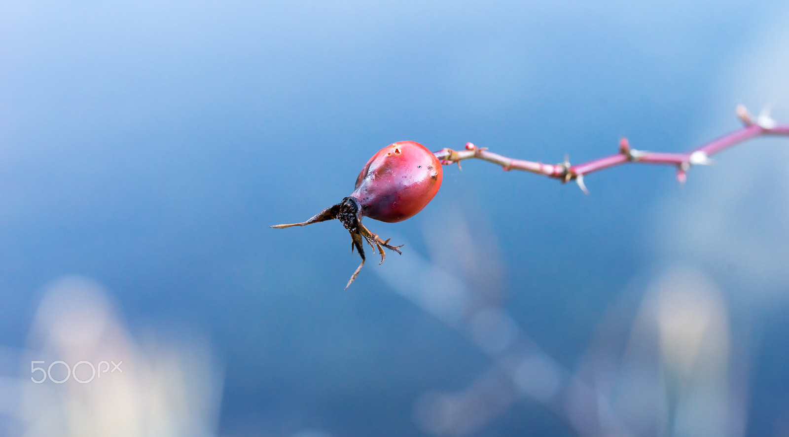 Sony a7 II + 90mm F2.8 Macro SSM sample photo. Rose hip photography