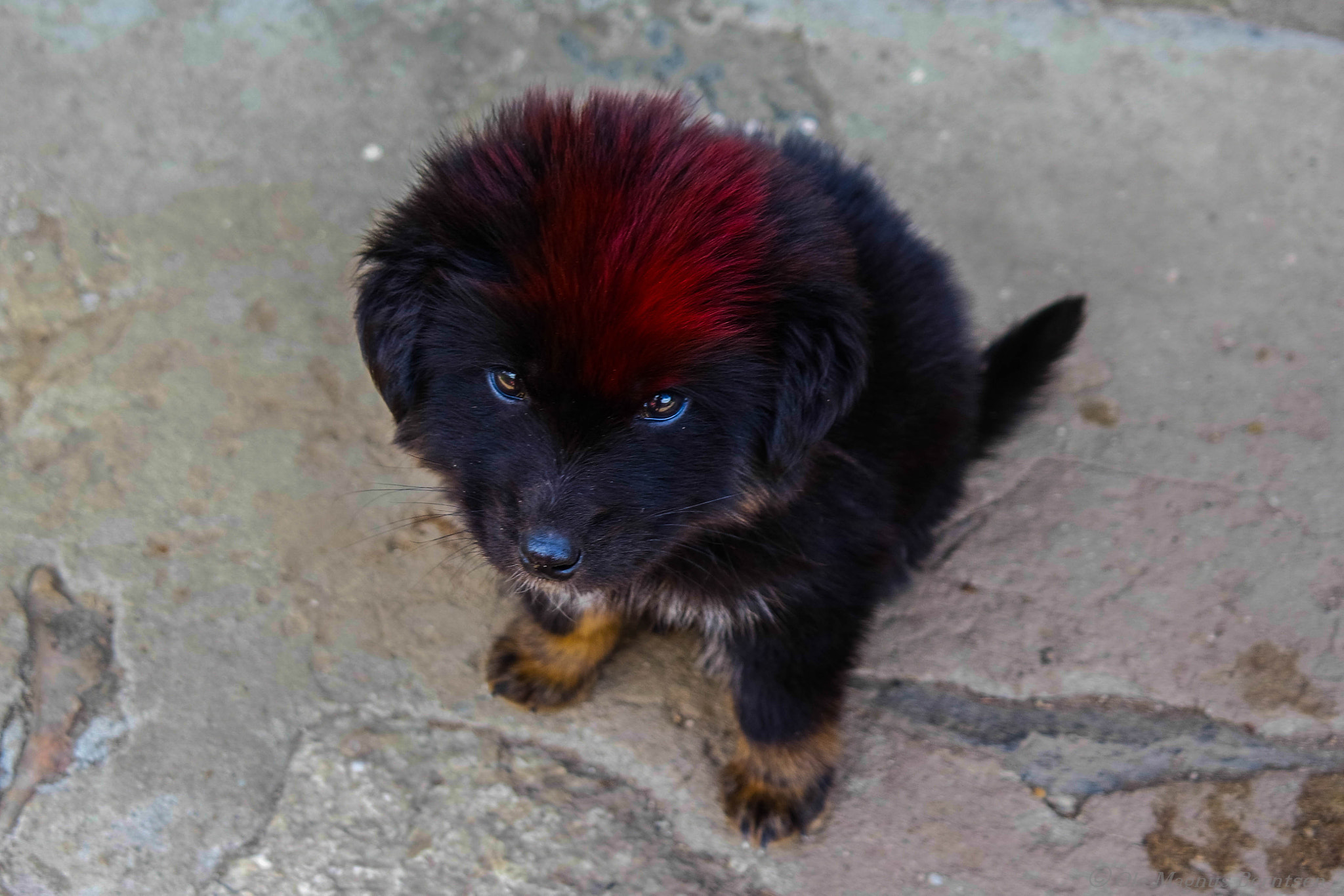 Samsung NX3000 + NX 18-55mm F3.5-5.6 sample photo. The dog with punk hair photography