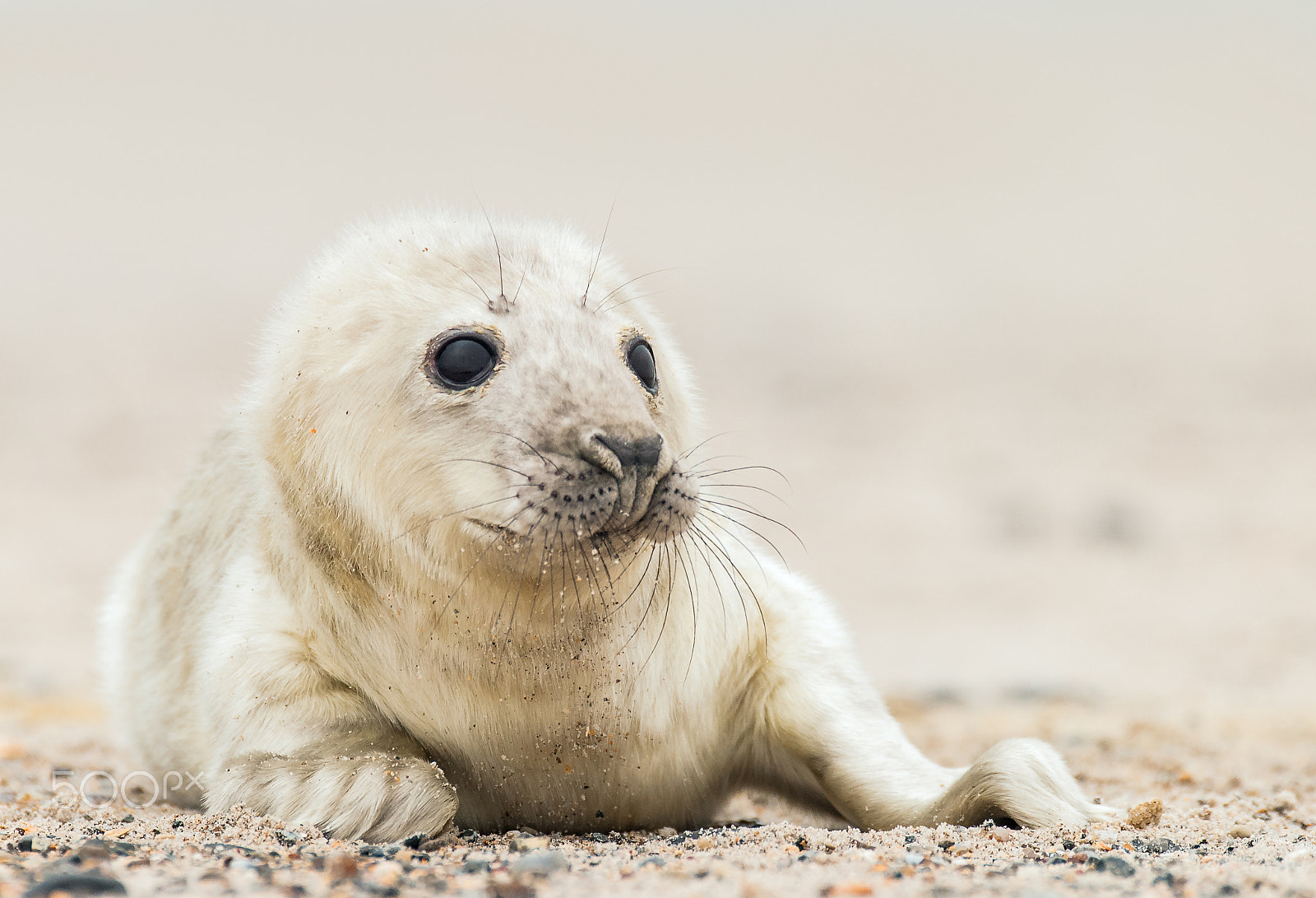 Sigma 120-300mm F2.8 EX DG HSM sample photo. Grey seal (one week old) photography