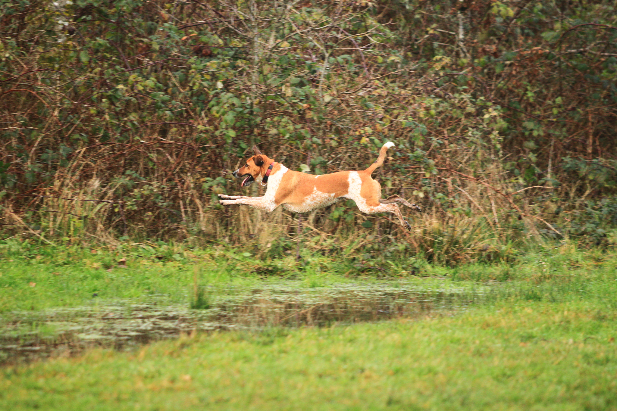 Canon EF 70-200mm F2.8L USM sample photo. Flying dog photography
