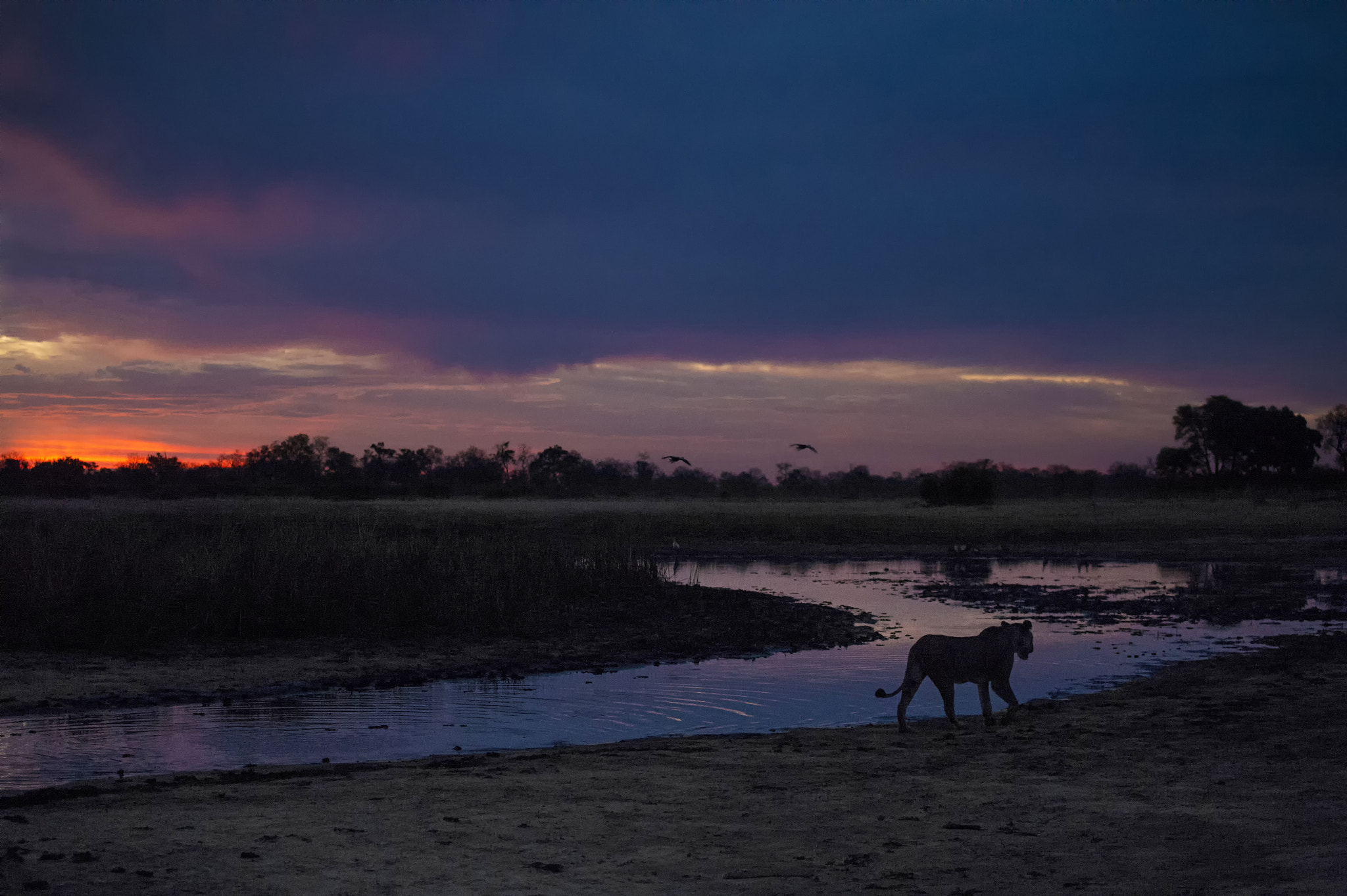 Nikon AF-S Nikkor 70-200mm F4G ED VR sample photo. Selinda sunset patrol photography