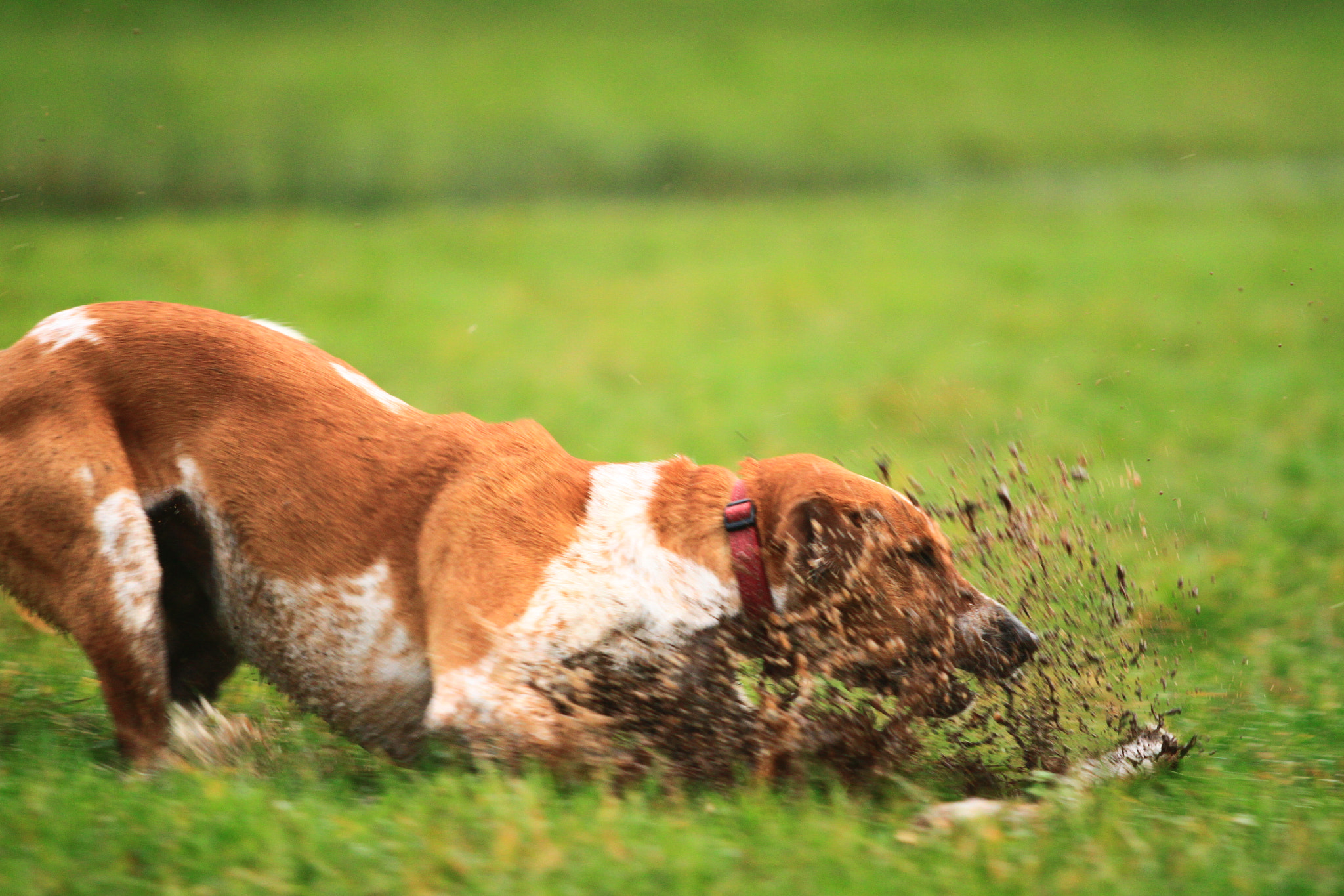 Canon EF 70-200mm F2.8L USM sample photo. Dog in the dirt photography