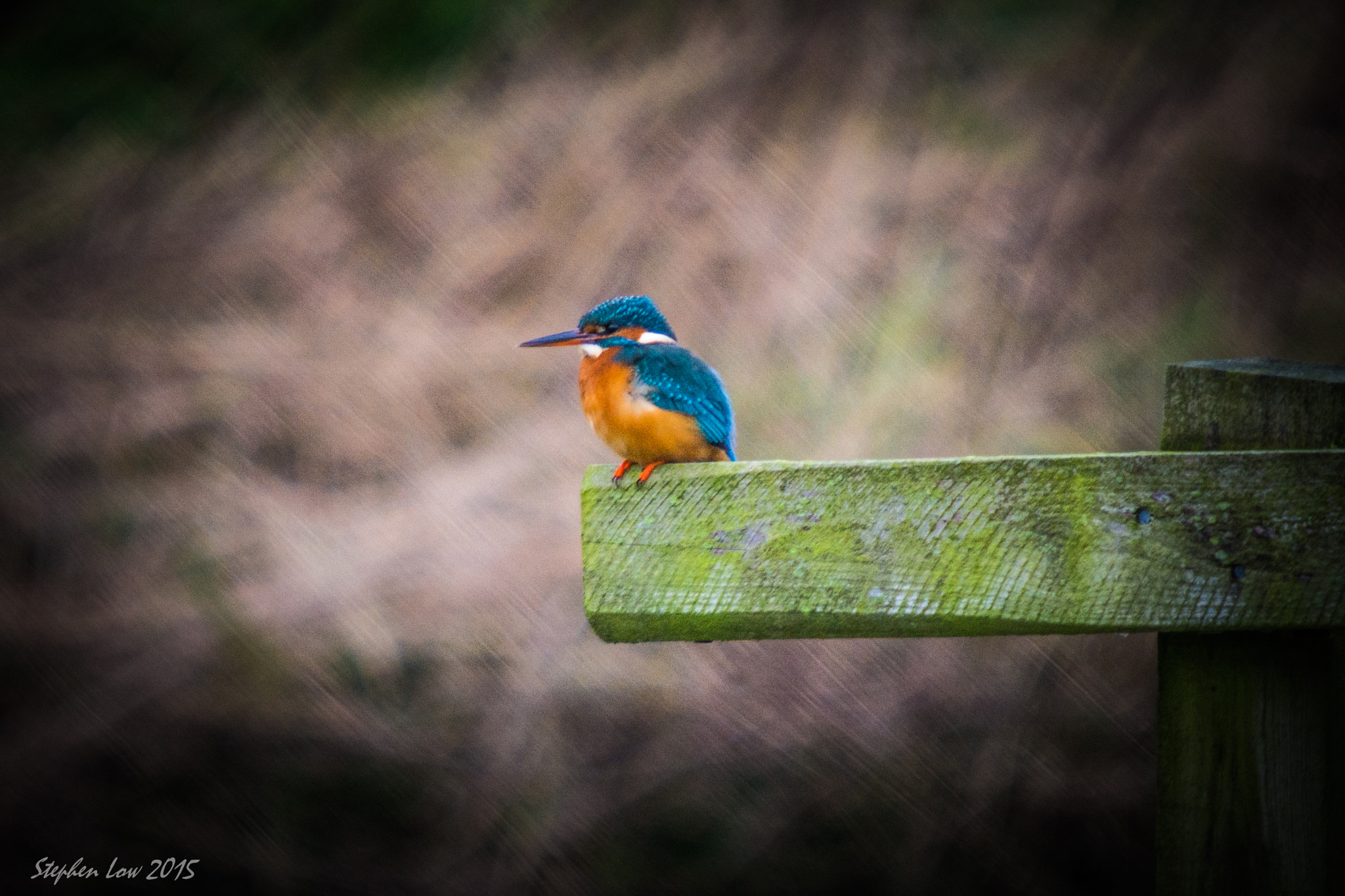 Sigma 50-500mm F4-6.3 EX APO RF HSM sample photo. Kingfisher photography