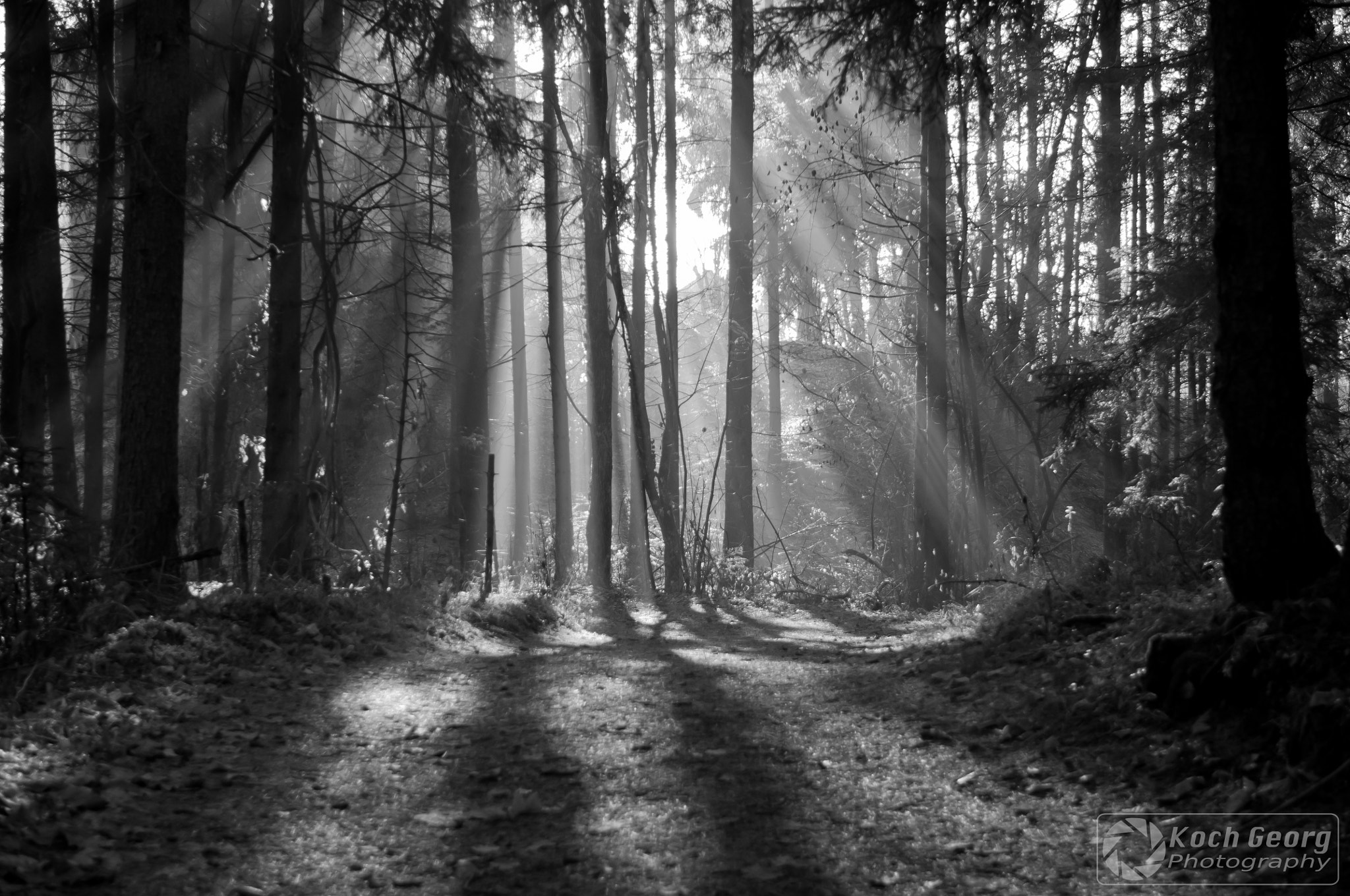 Sigma 18-50mm F2.8-4.5 DC OS HSM sample photo. Forest photography