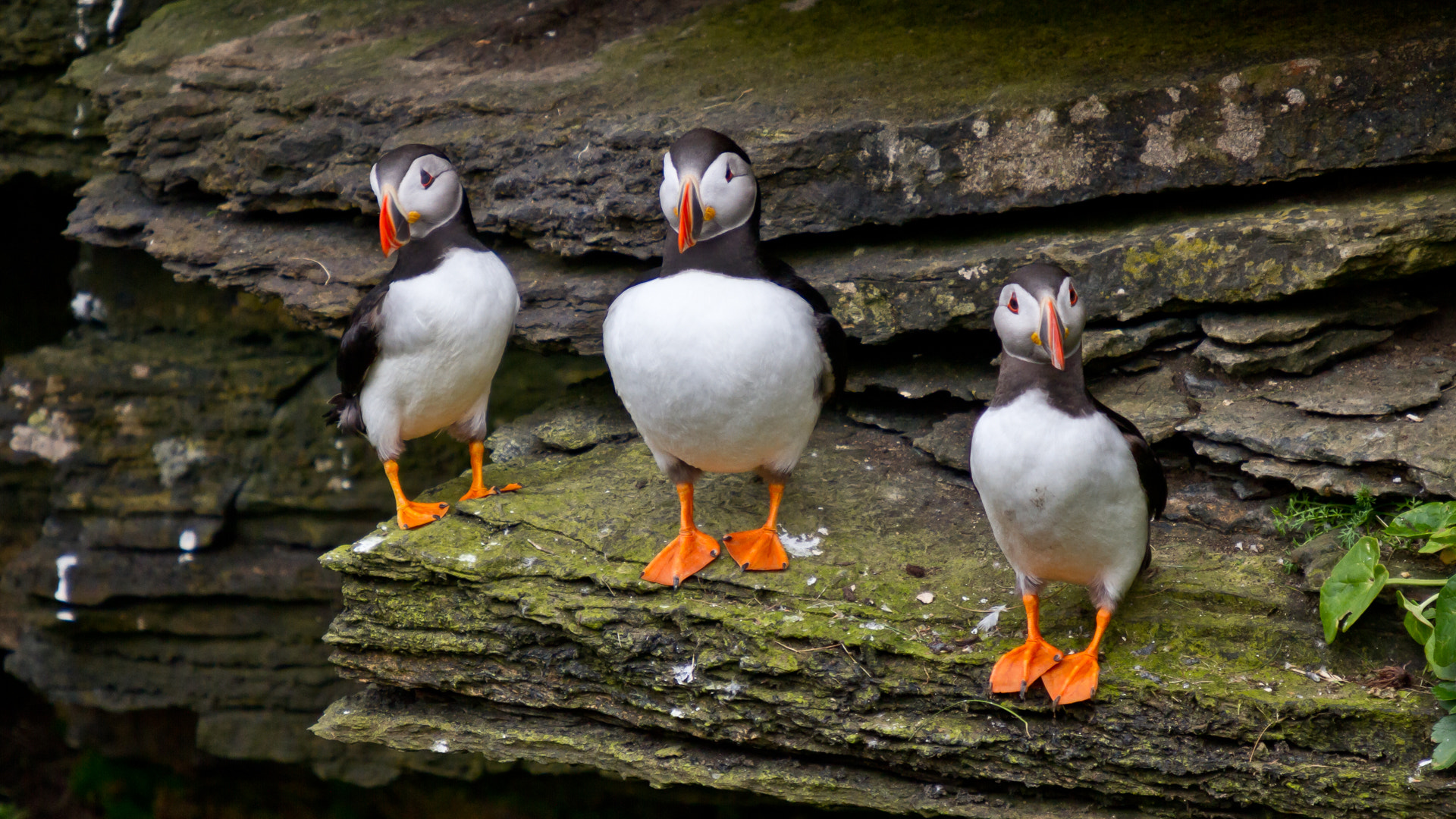 Sigma 50-500mm f/4-6.3 APO HSM EX sample photo. Three puffins photography