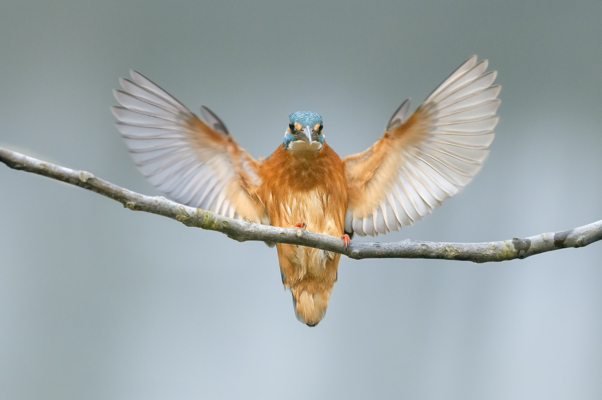 Nikon AF-S Nikkor 300mm F2.8G ED VR II sample photo. Landing photography