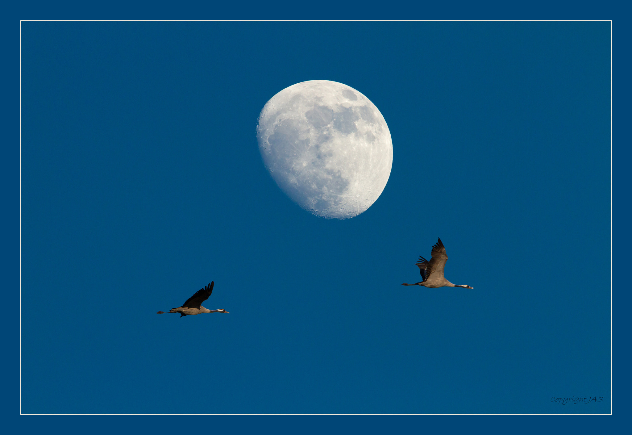 Canon EF 300mm F2.8L IS USM sample photo. Månetraner photography