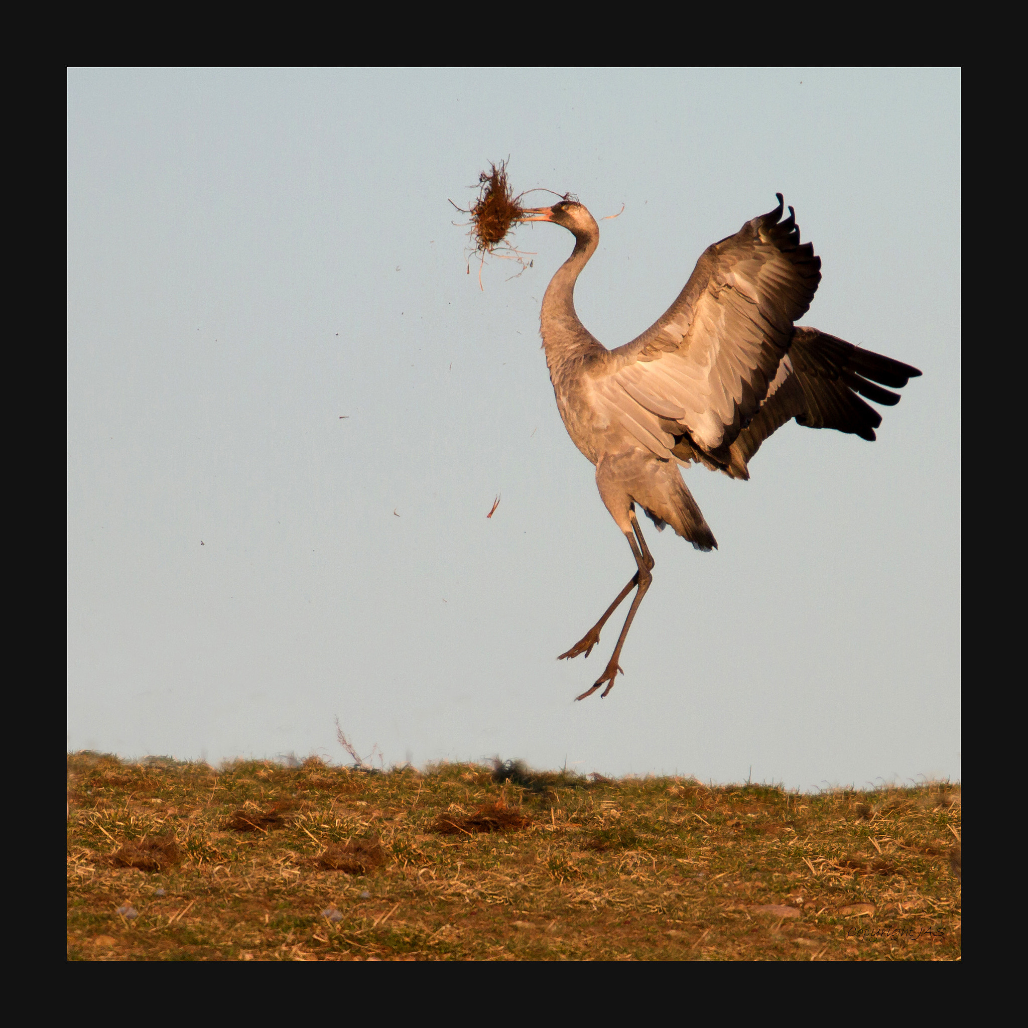 Canon EF 300mm F2.8L IS USM sample photo. Tranedans photography