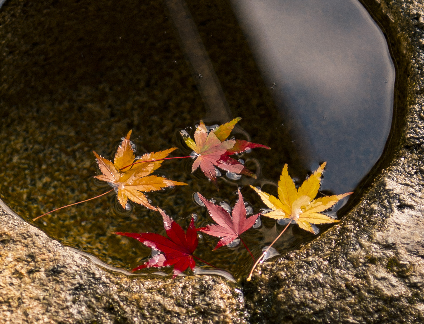 Nikon AF-S Nikkor 24-70mm F2.8E ED VR sample photo. Limited autumn photography