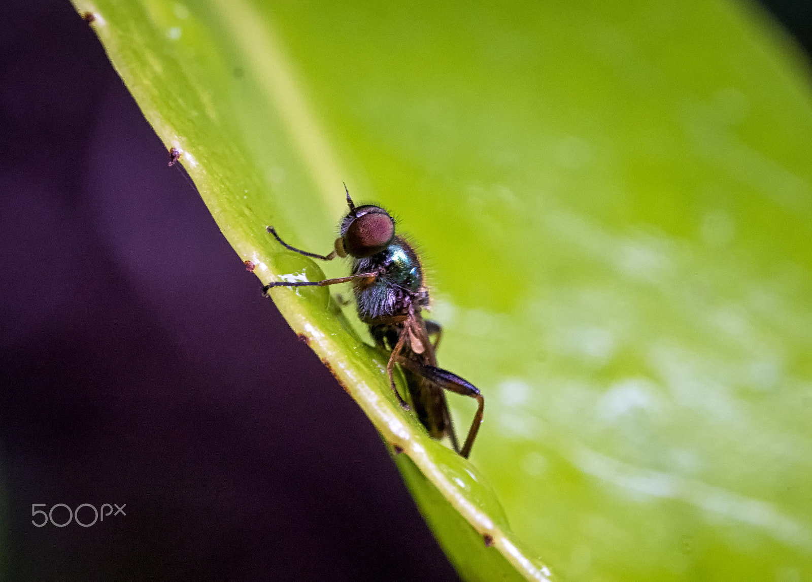 Panasonic Leica DG Macro-Elmarit 45mm F2.8 ASPH OIS sample photo. On the edge photography