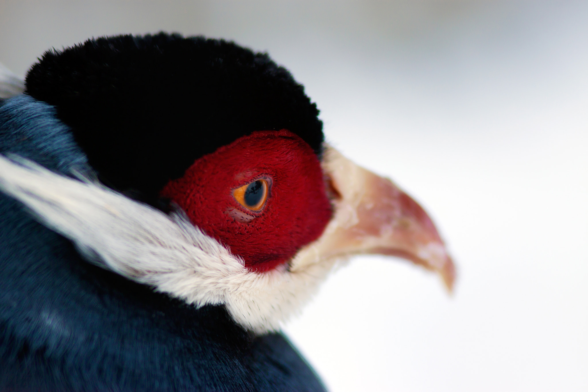 Canon EOS 50D + Canon EF 300mm F4L IS USM sample photo. Strange bird photography