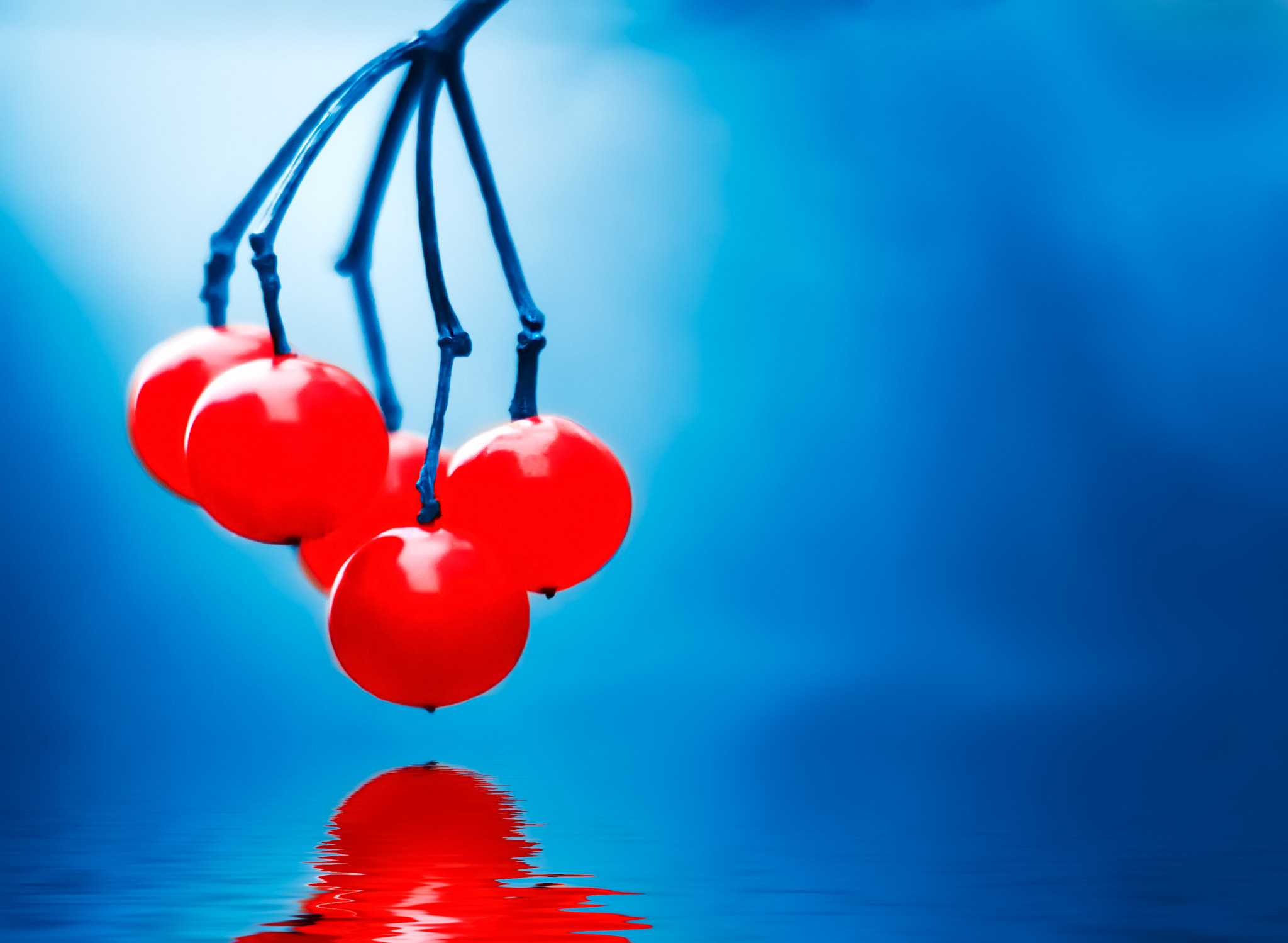Canon EOS 30D sample photo. Red berries photography