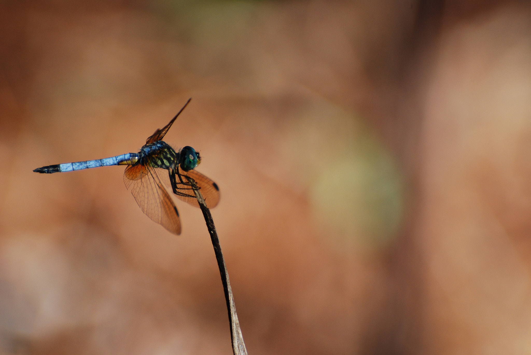 Nikon D40X sample photo. Bfao photography